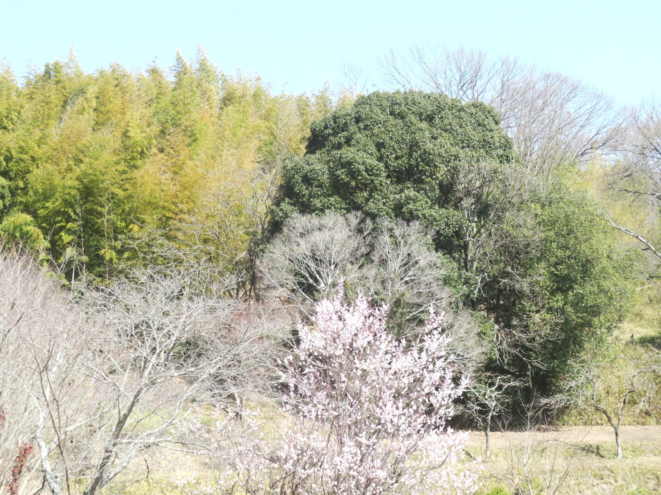 樫の木と榎と梅