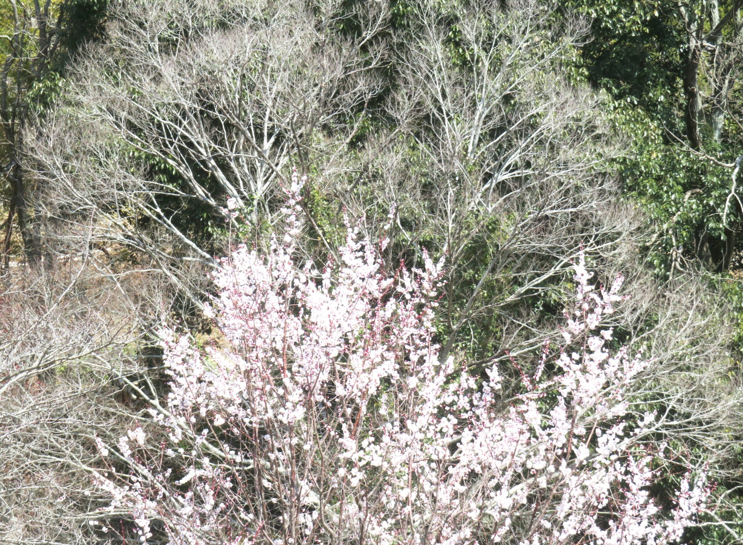 樫の木と榎と梅
