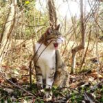 ねこ、風太　巡回