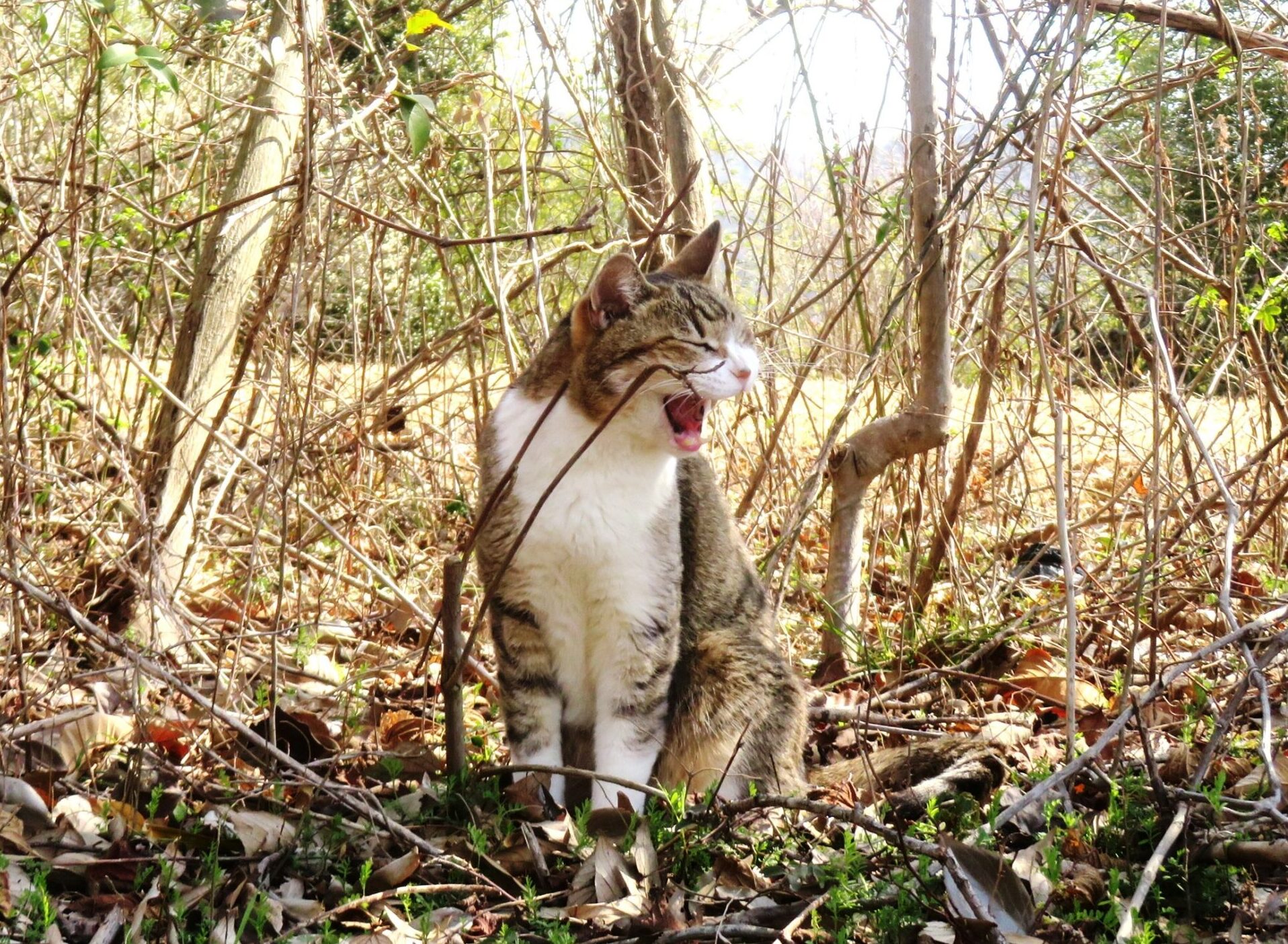 ねこ、風太 巡回