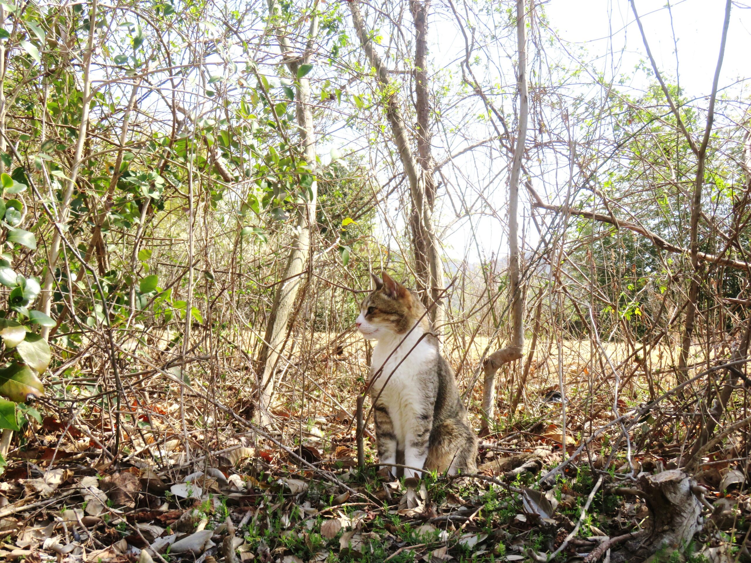 ねこ、風太 巡回