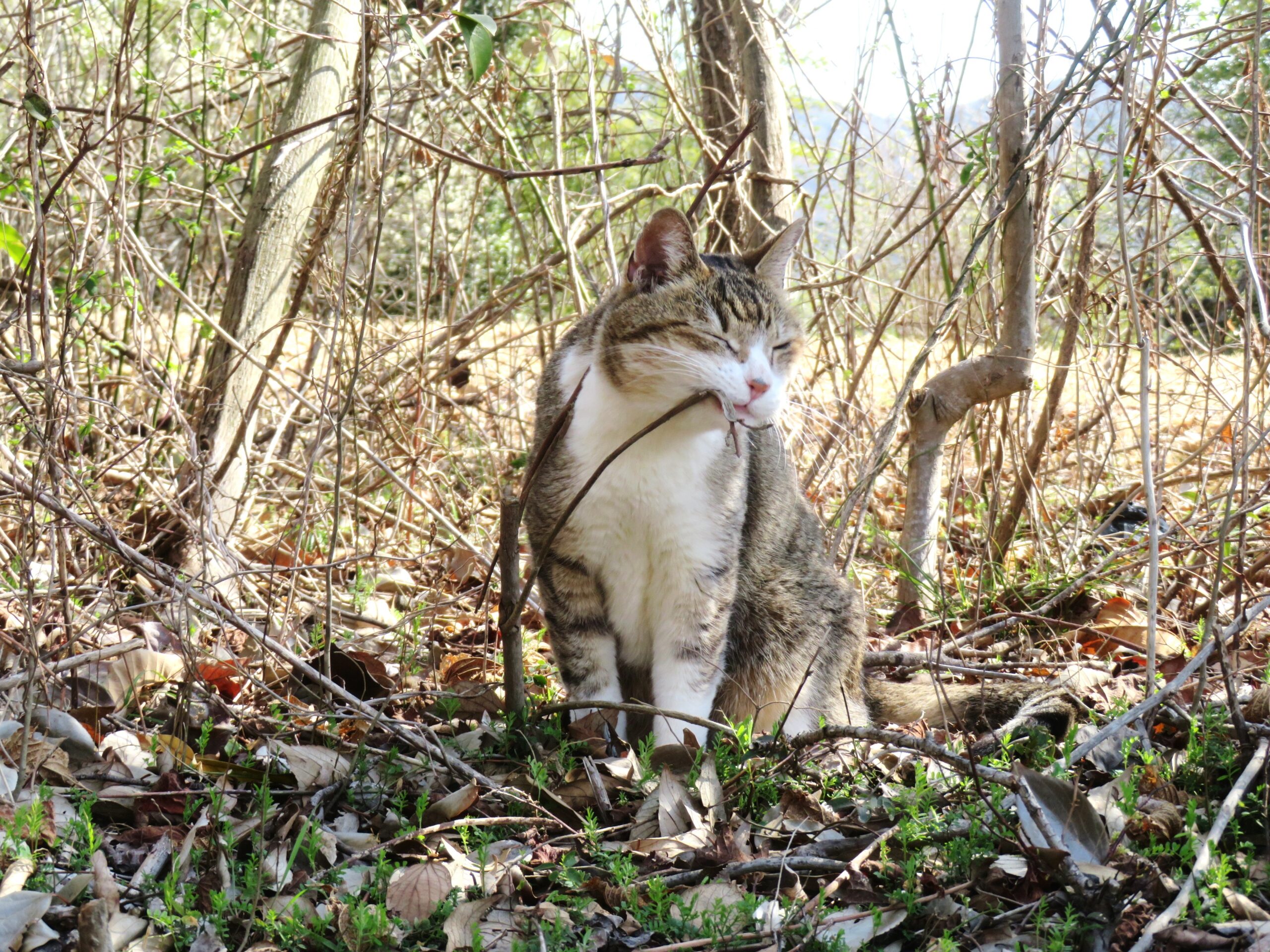 ねこ、風太 巡回