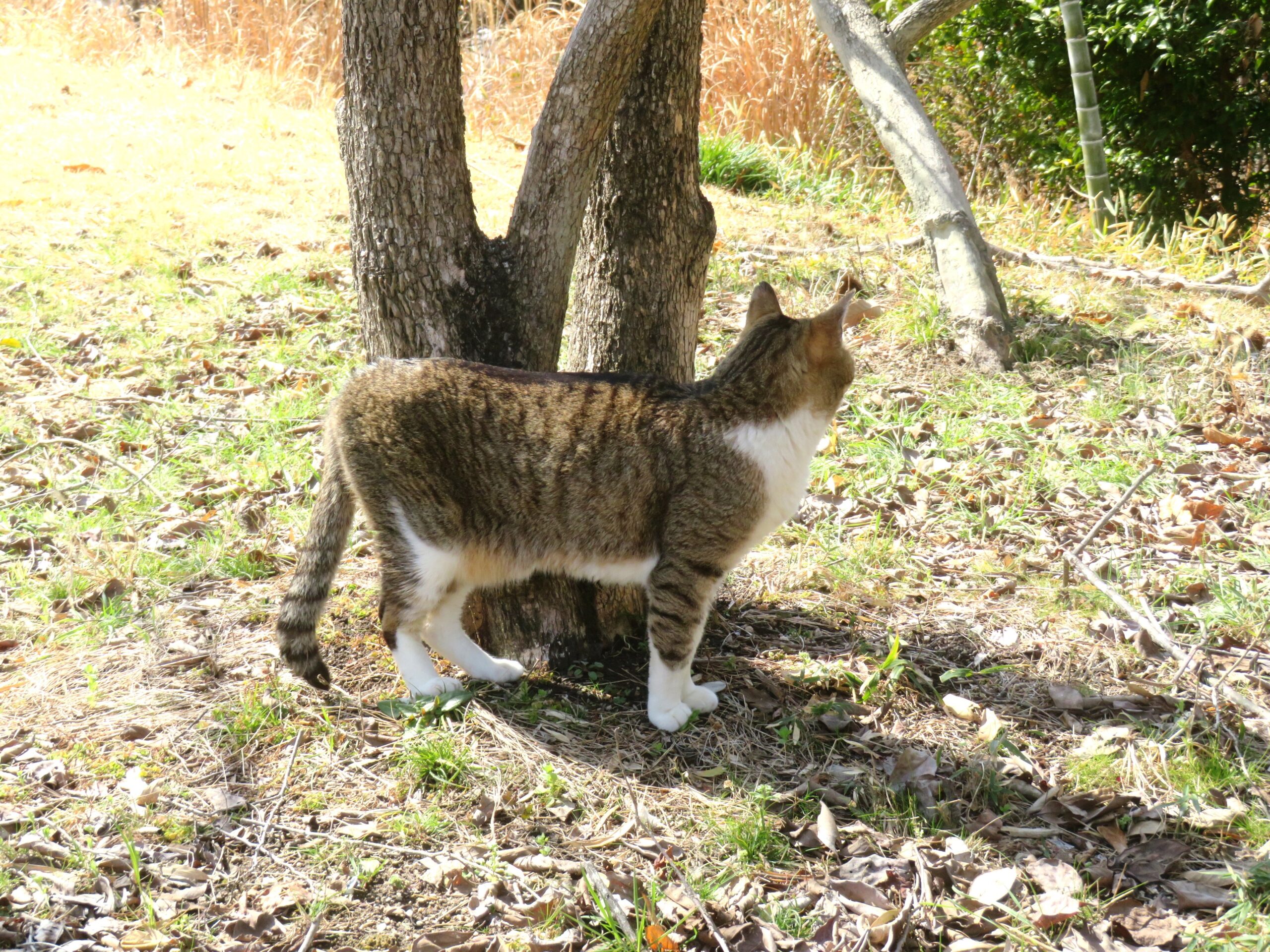 ねこ、風太　巡回