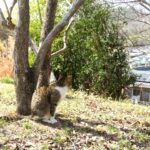 ねこ、風太　巡回