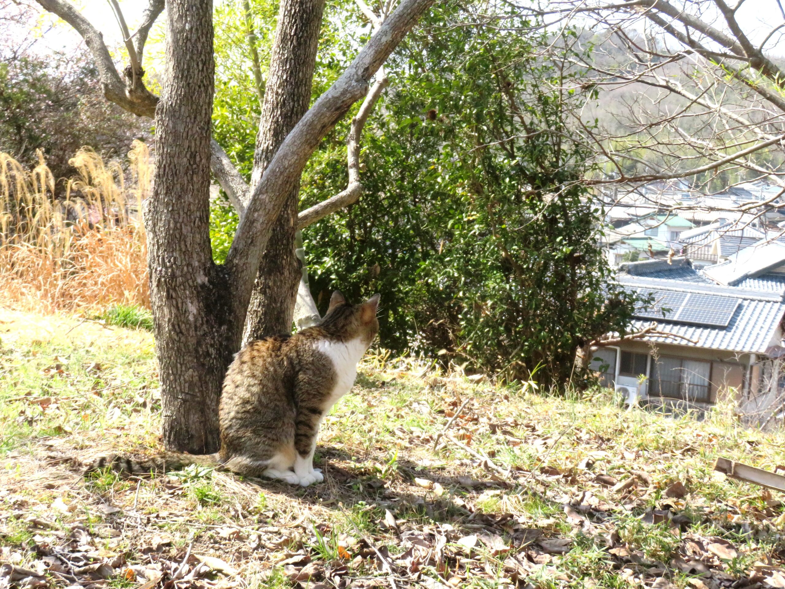 ねこ、風太　巡回