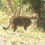 ねこ、風太　巡回