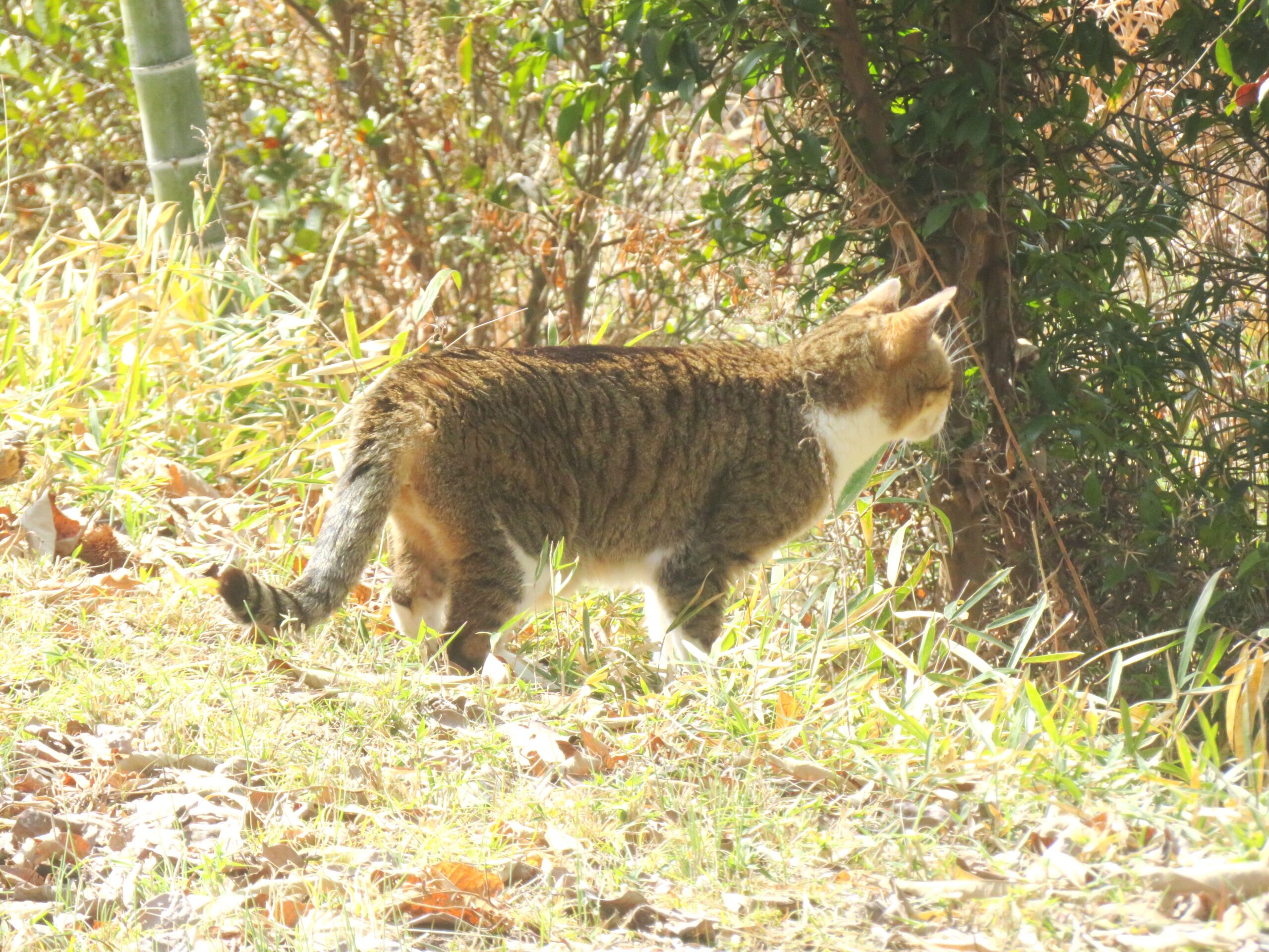 ねこ、風太 巡回