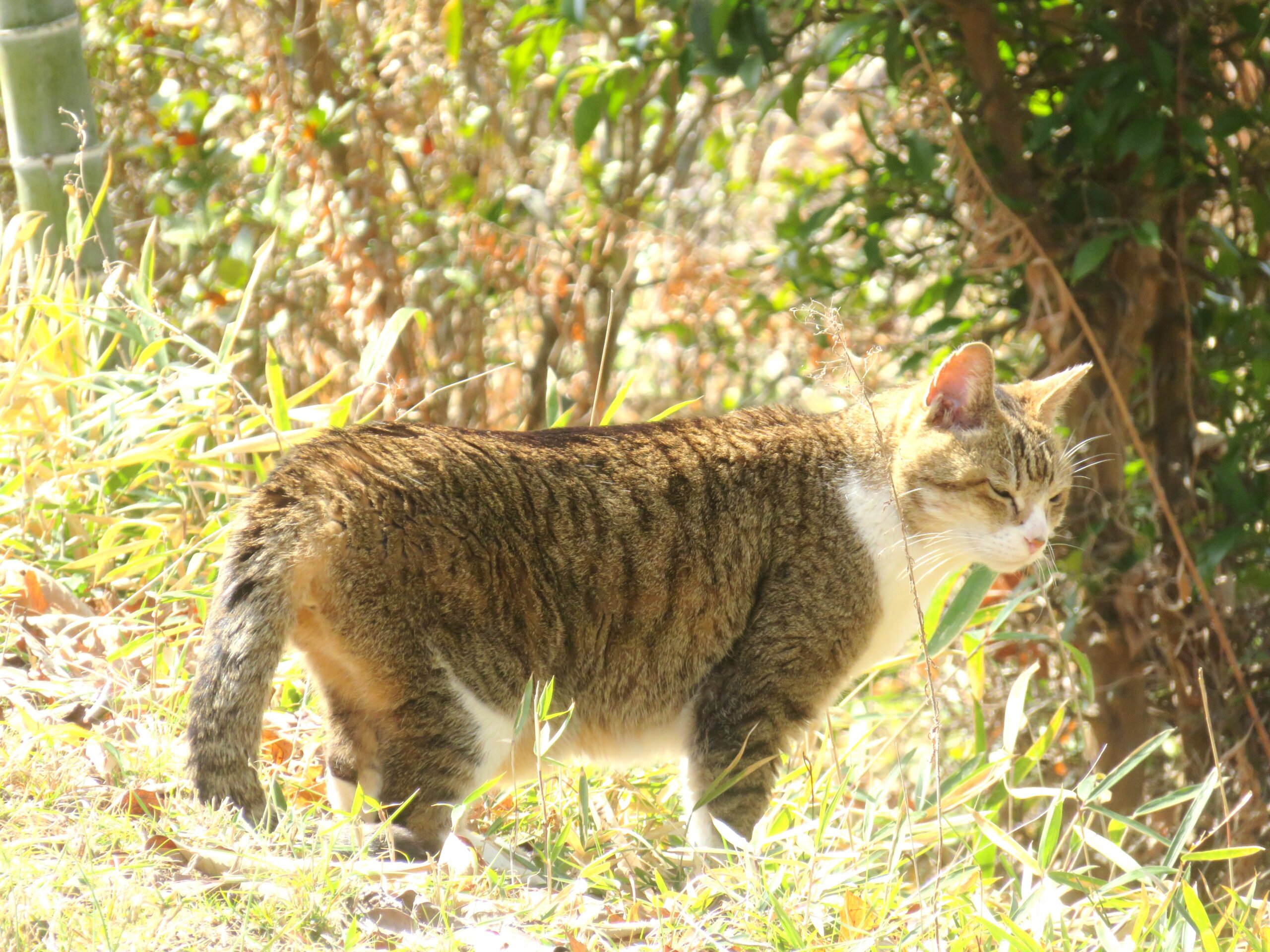 ねこ、風太 巡回