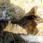 ねこ、風太　巡回