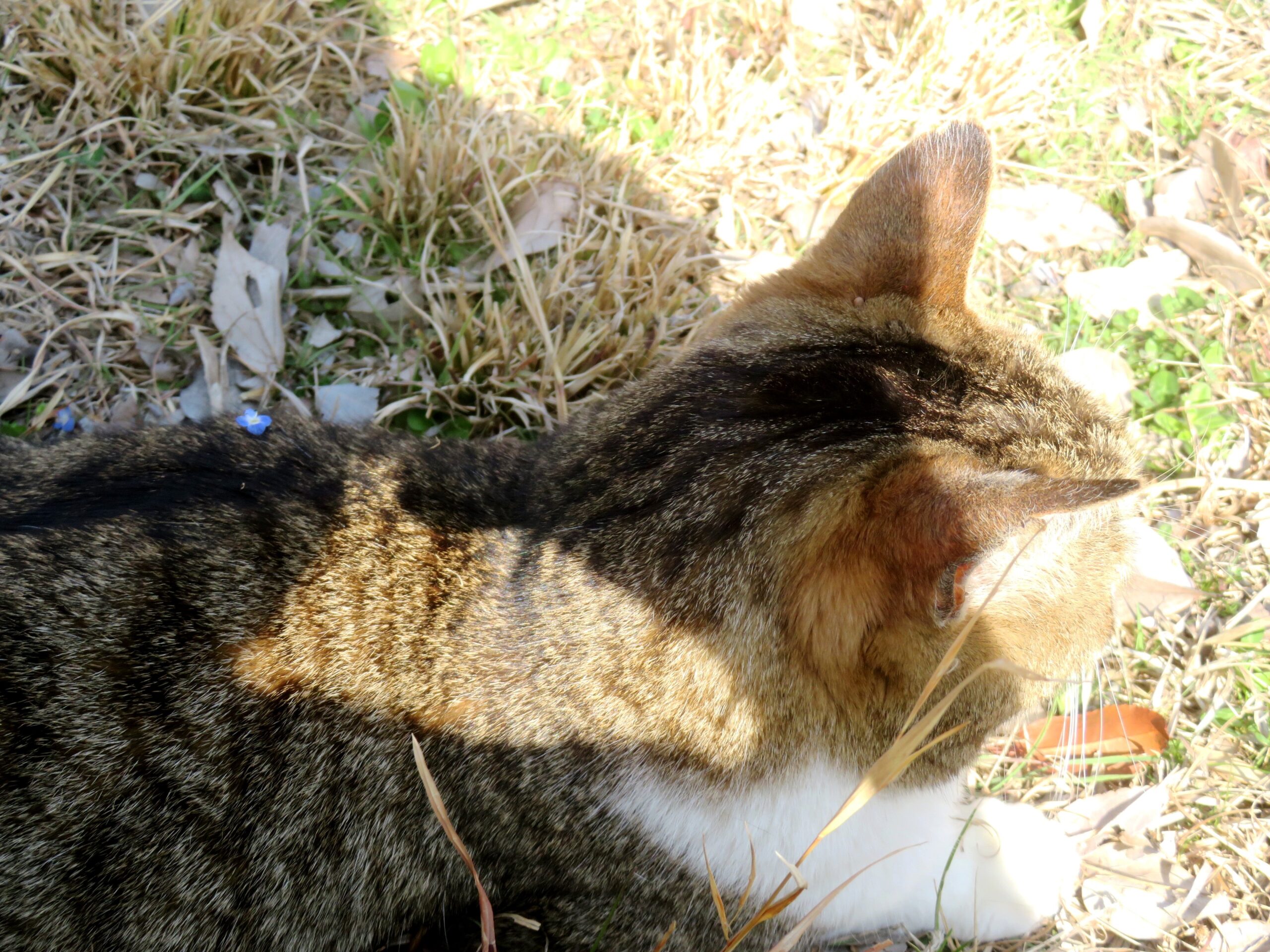 ねこ、風太 巡回