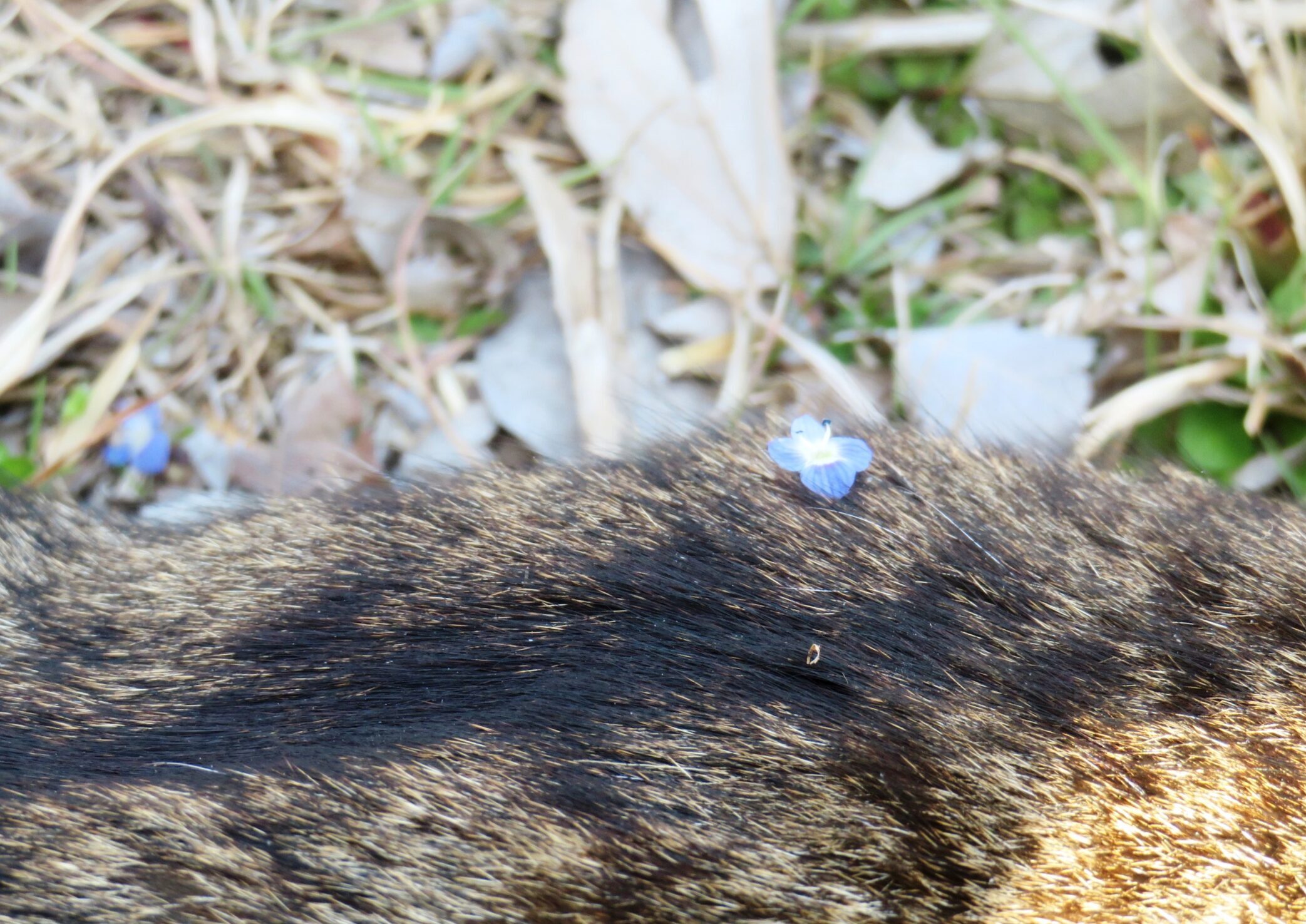 ねこ、風太 巡回
