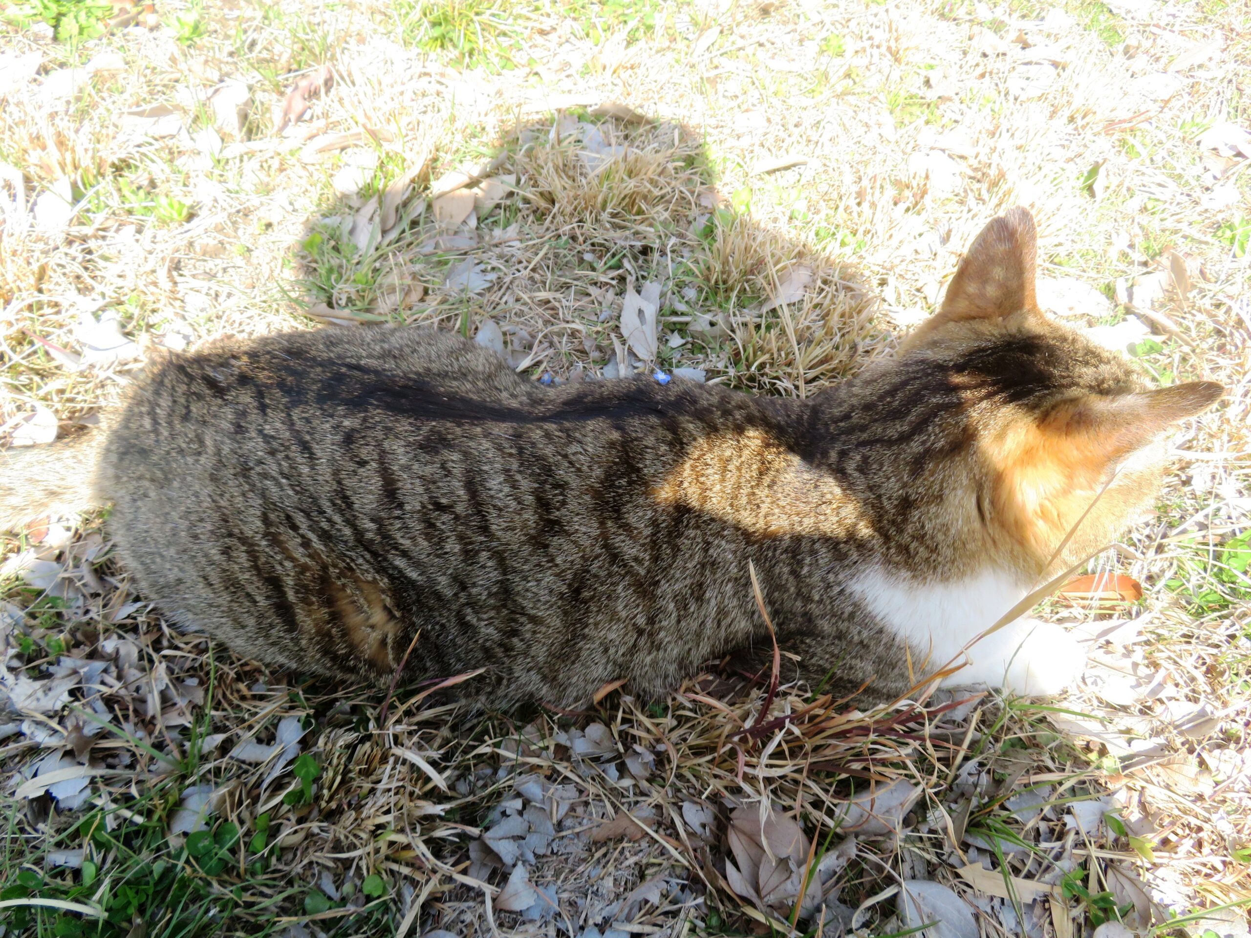 ねこ、風太 巡回