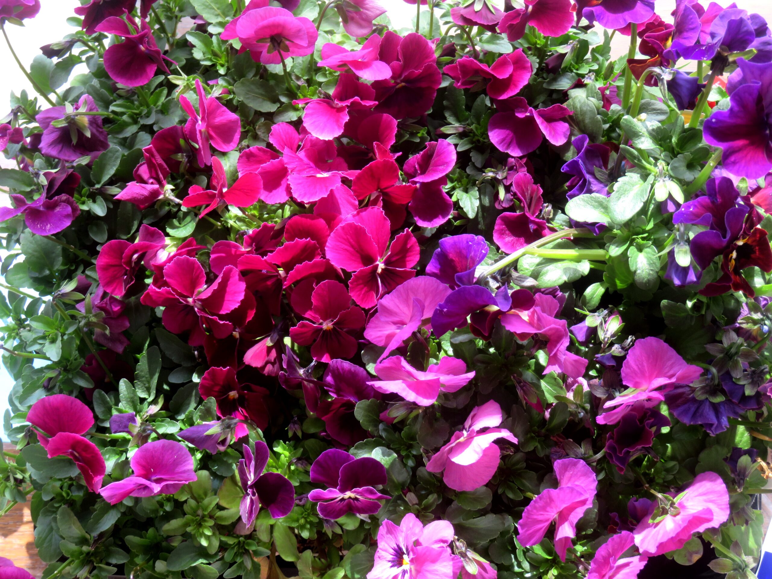 ホームセンターのビオラ