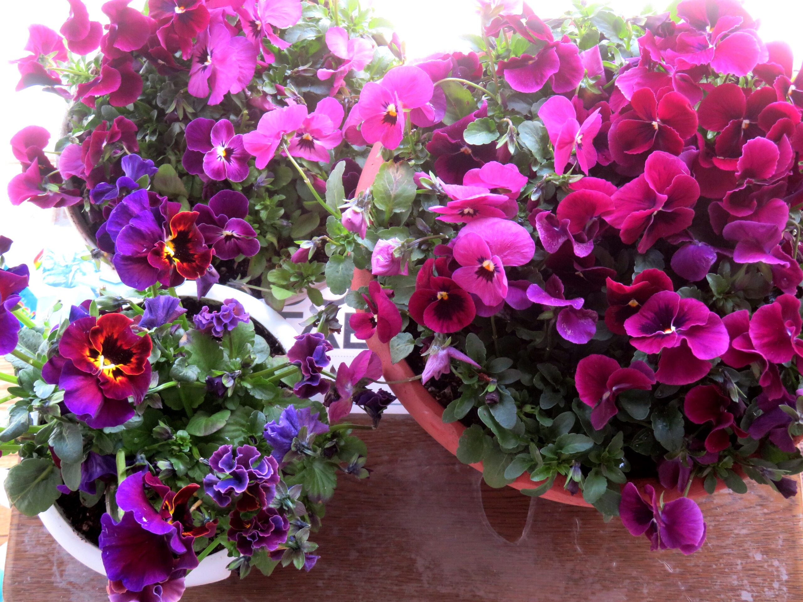 ホームセンターのビオラ