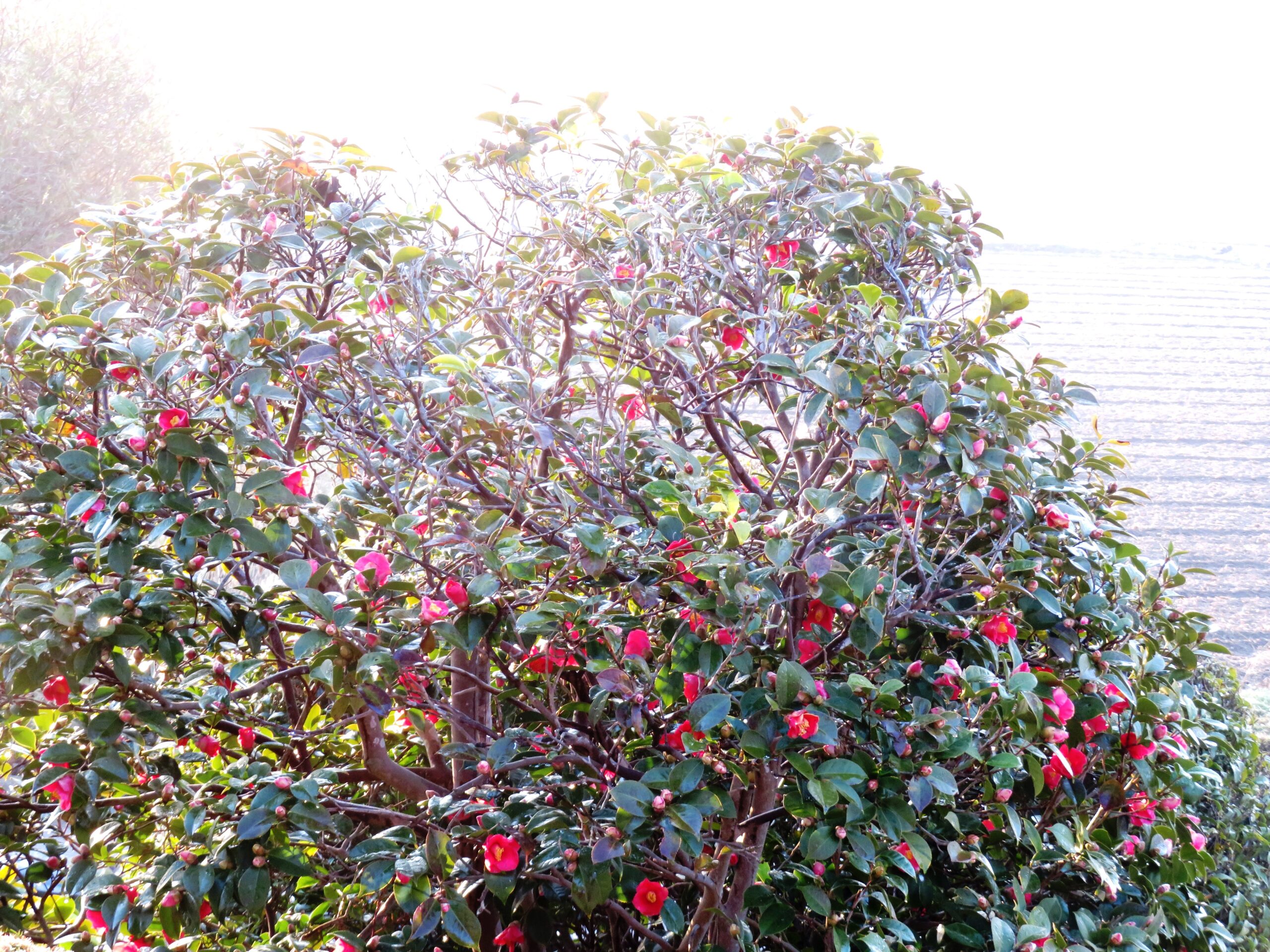 わが家の庭の薮椿