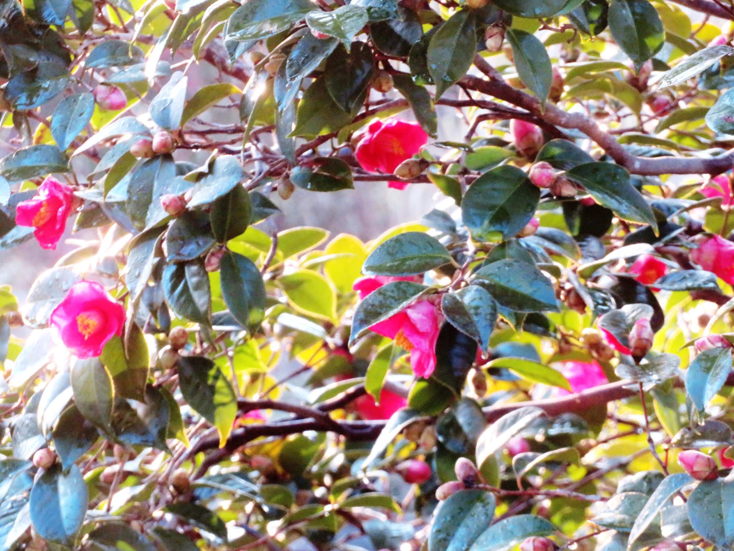 わが家の庭の薮椿