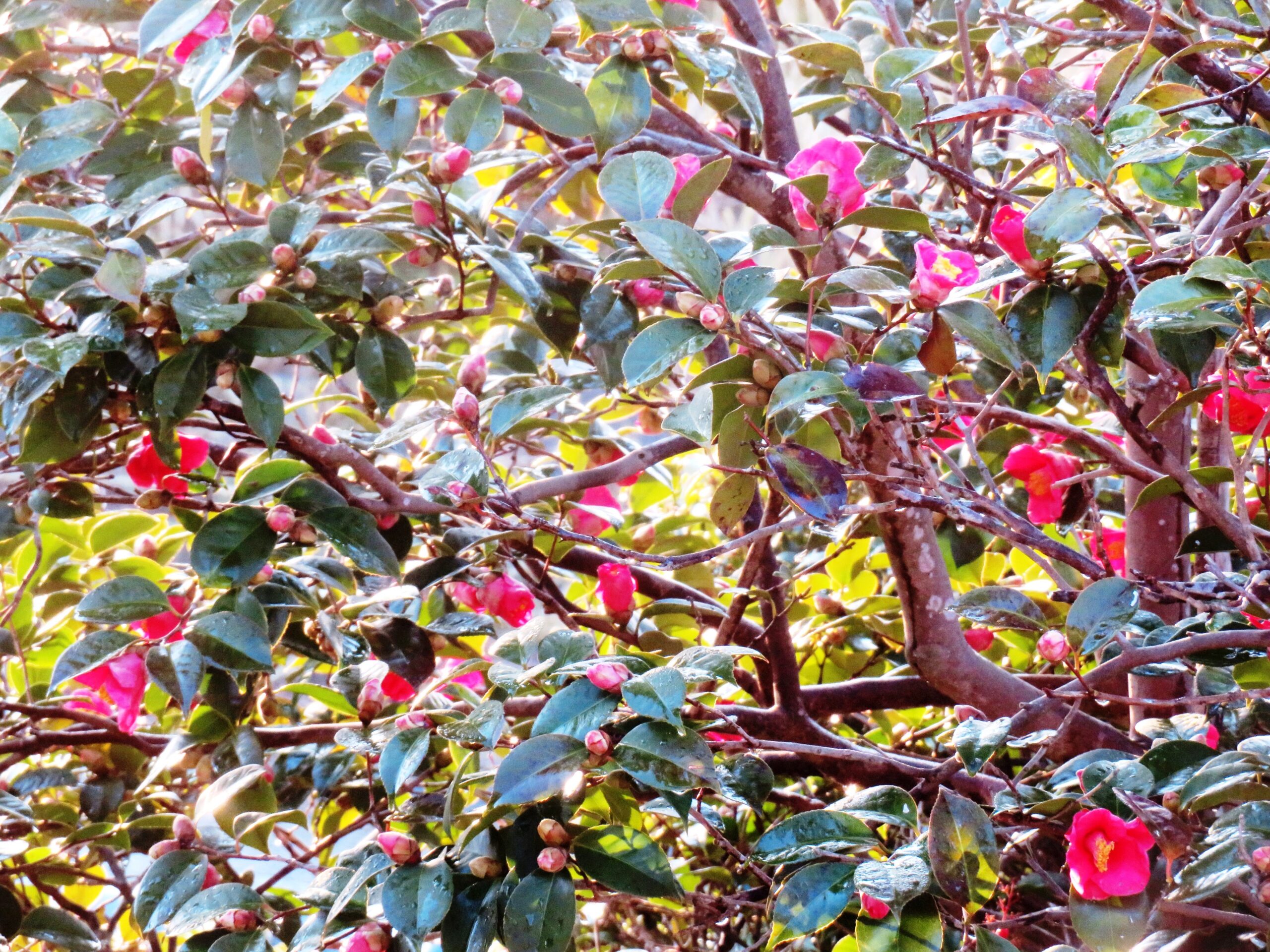 わが家の庭の薮椿