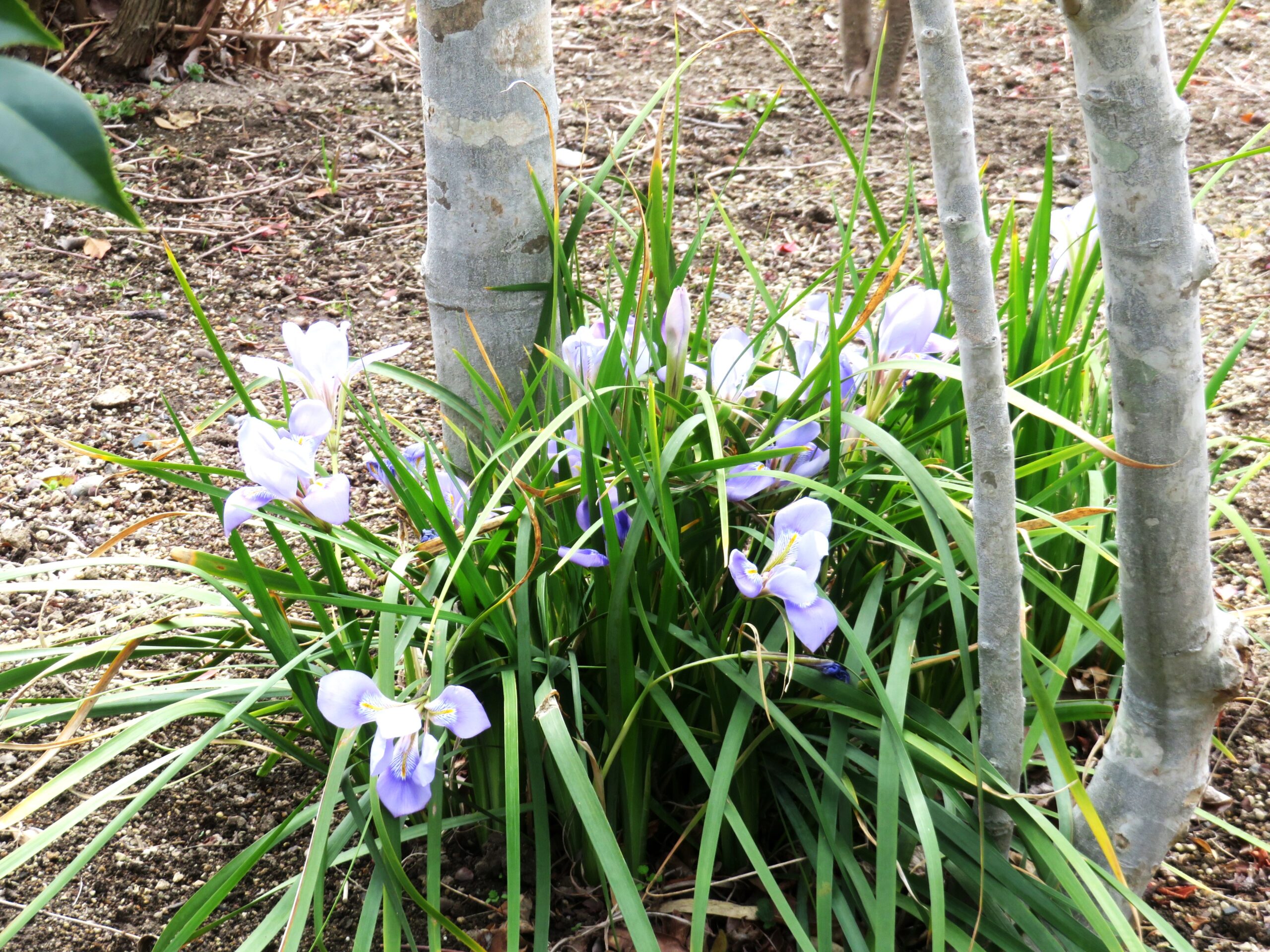 寒アヤメ（カンザキアヤメ）