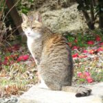 ねこ、風太　巡回