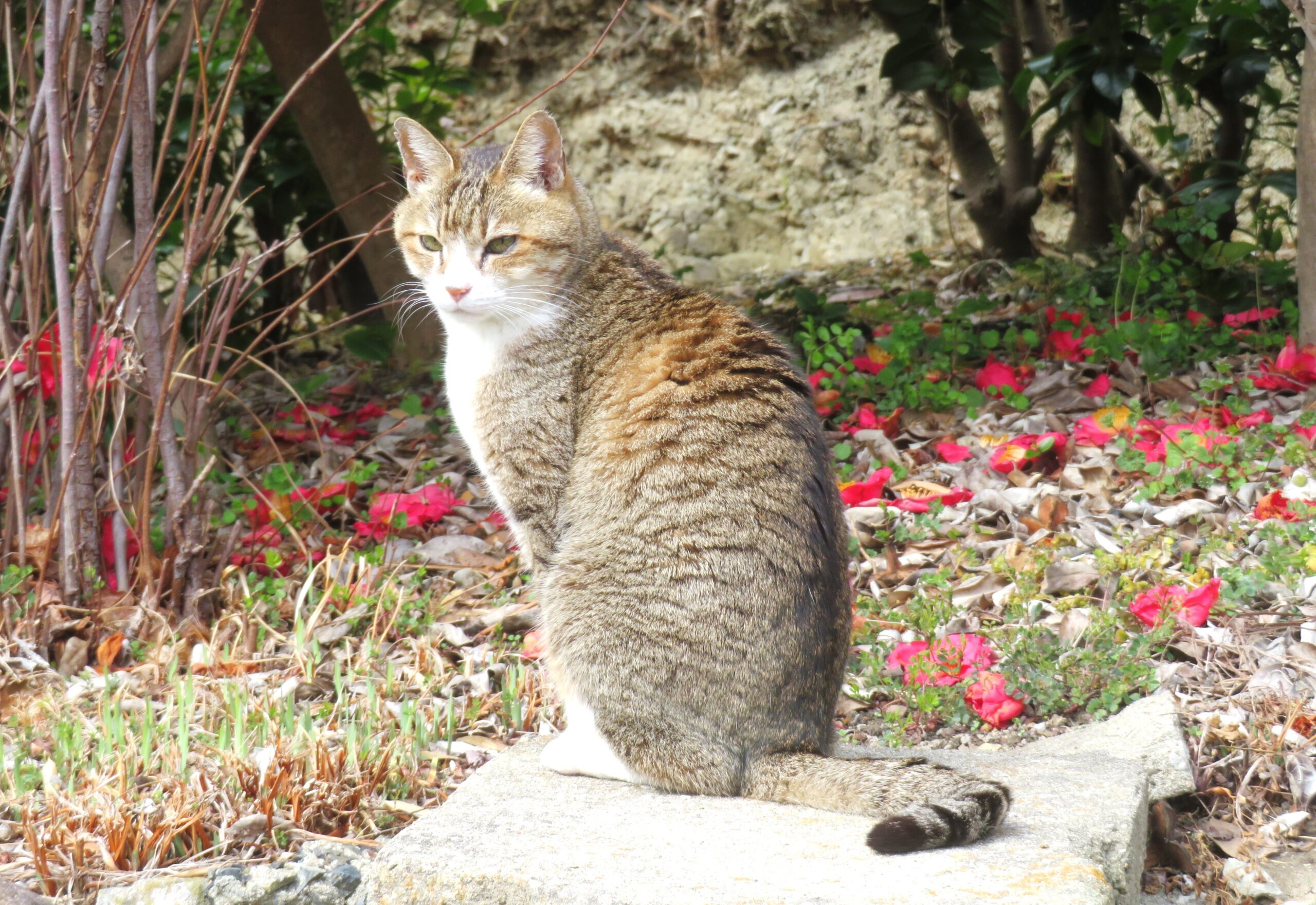 ねこ、風太　巡回