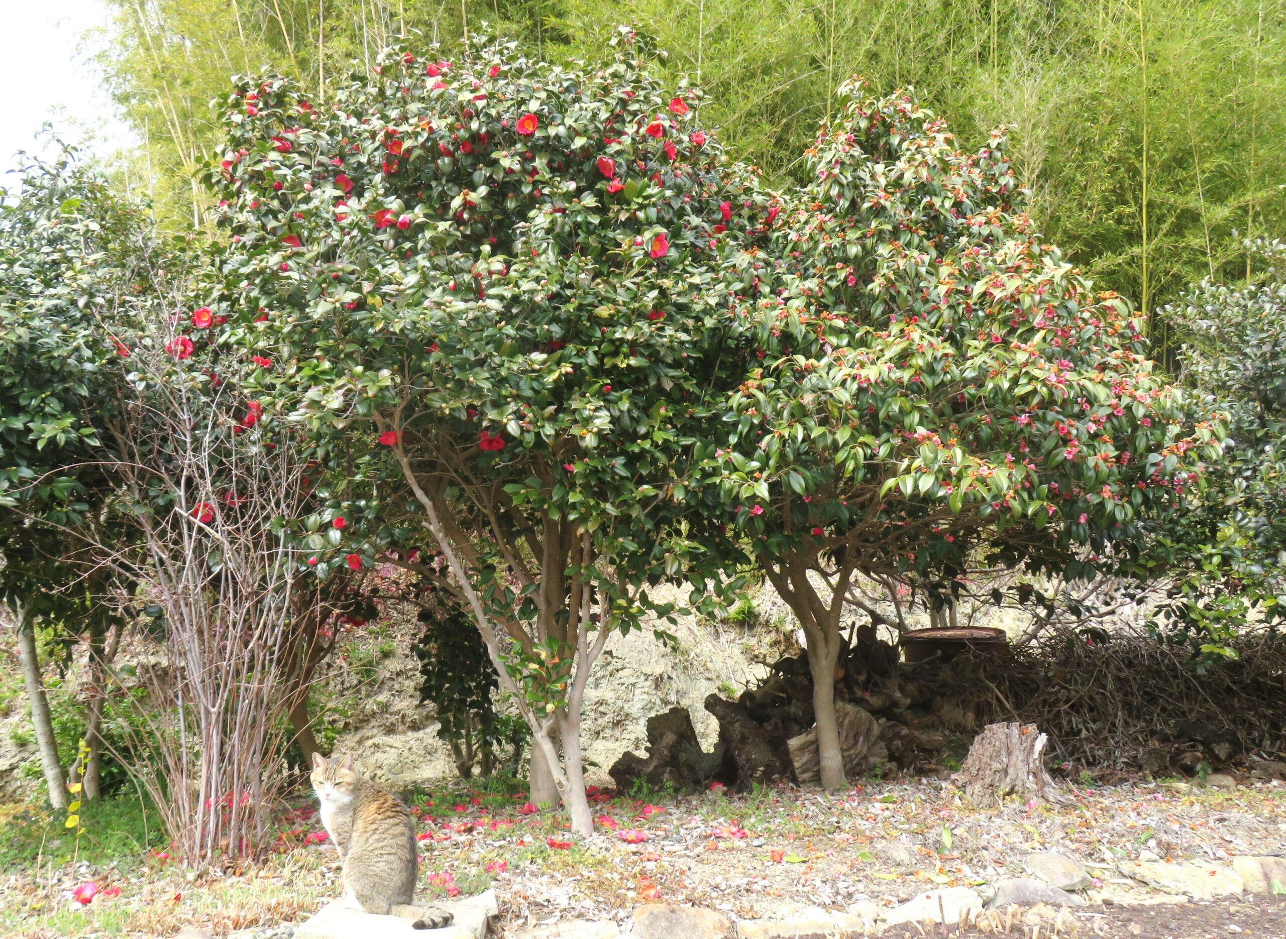 ねこ、風太　巡回