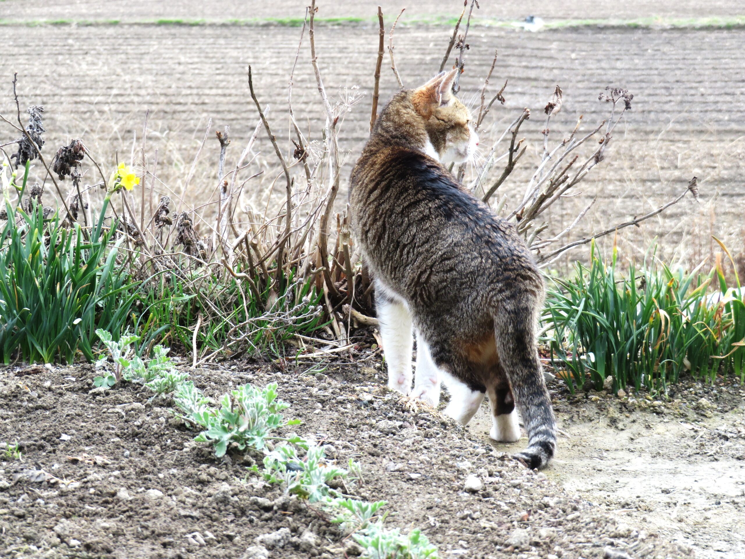 ねこ、風太　巡回