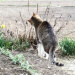 ねこ、風太　巡回