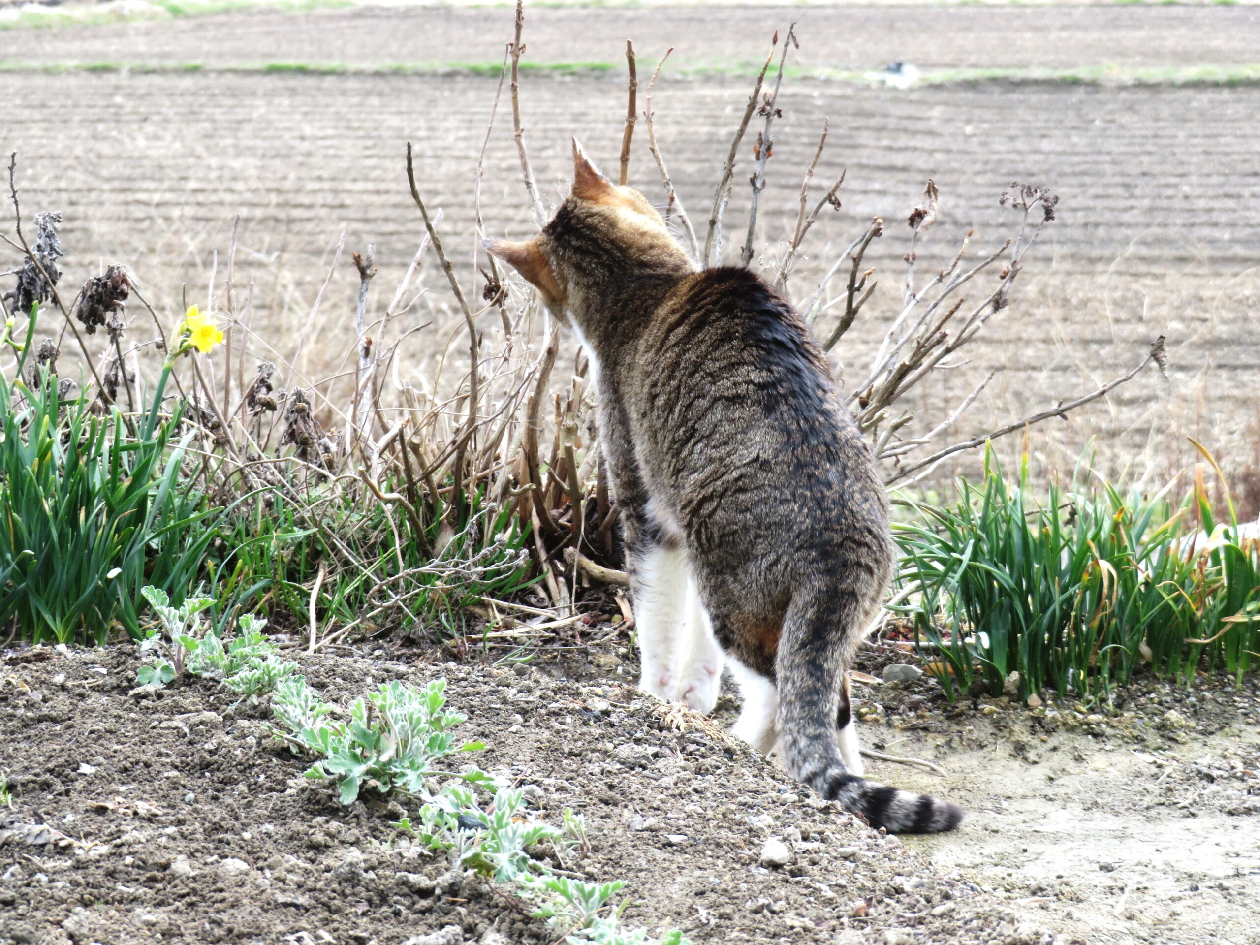 ねこ、風太　巡回
