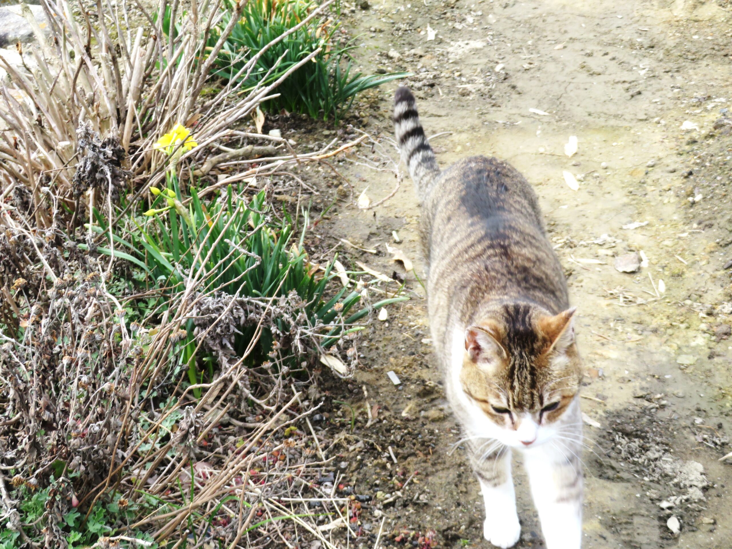 ねこ、風太　巡回