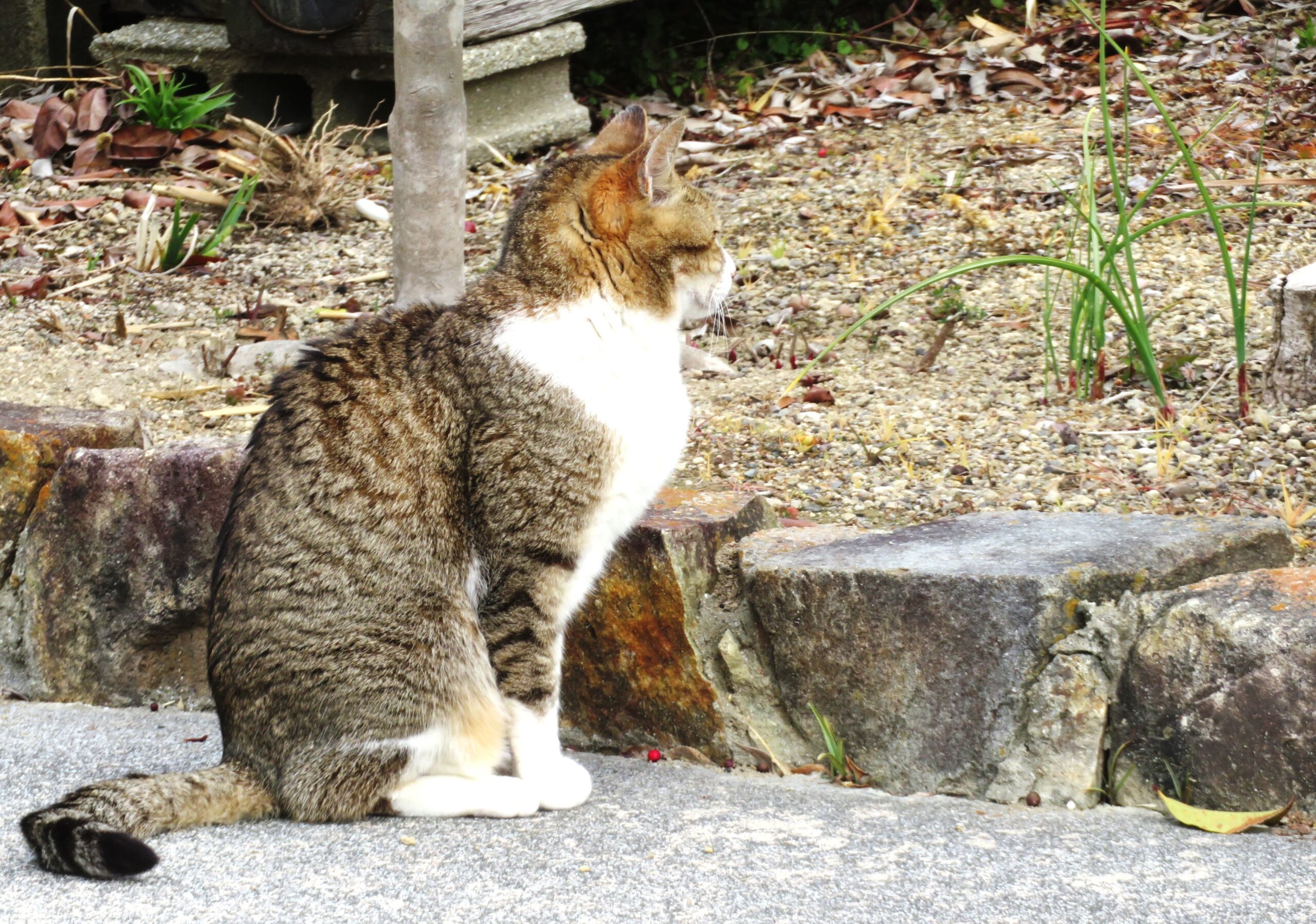 ねこ、風太　巡回
