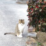 ねこ、風太　巡回