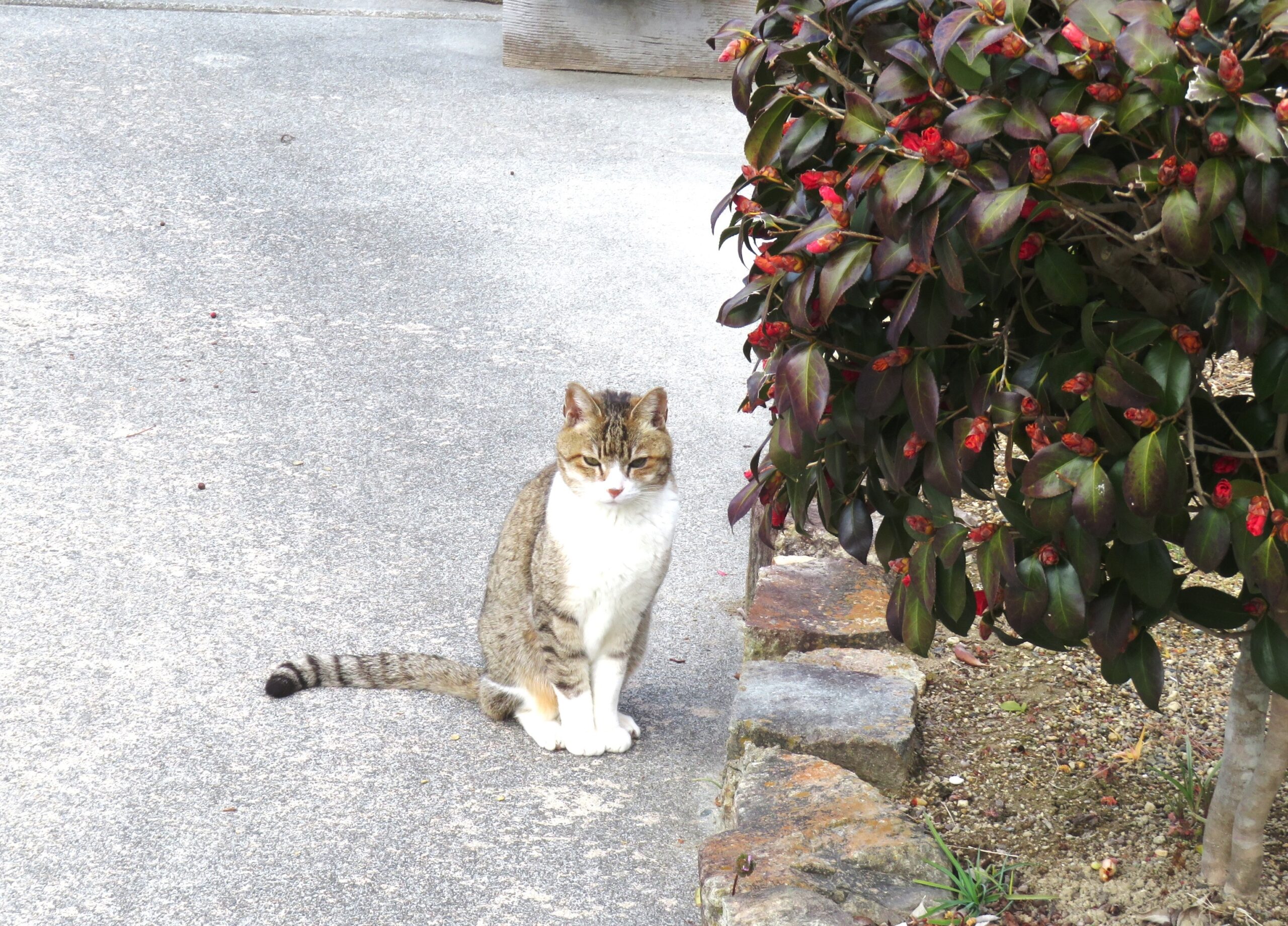 ねこ、風太　巡回