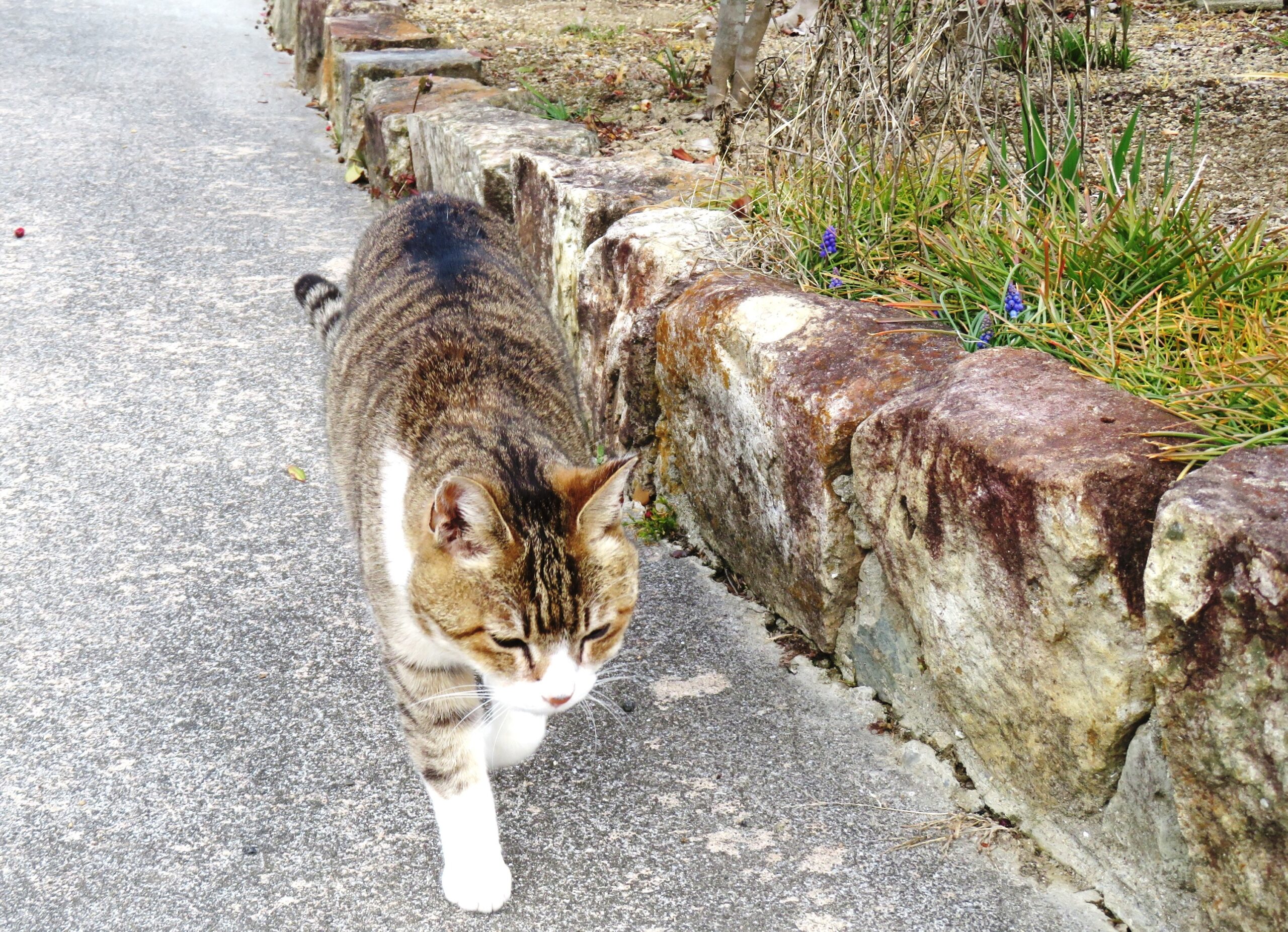 ねこ、風太　巡回