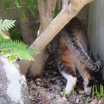 ねこ、風太　巡回