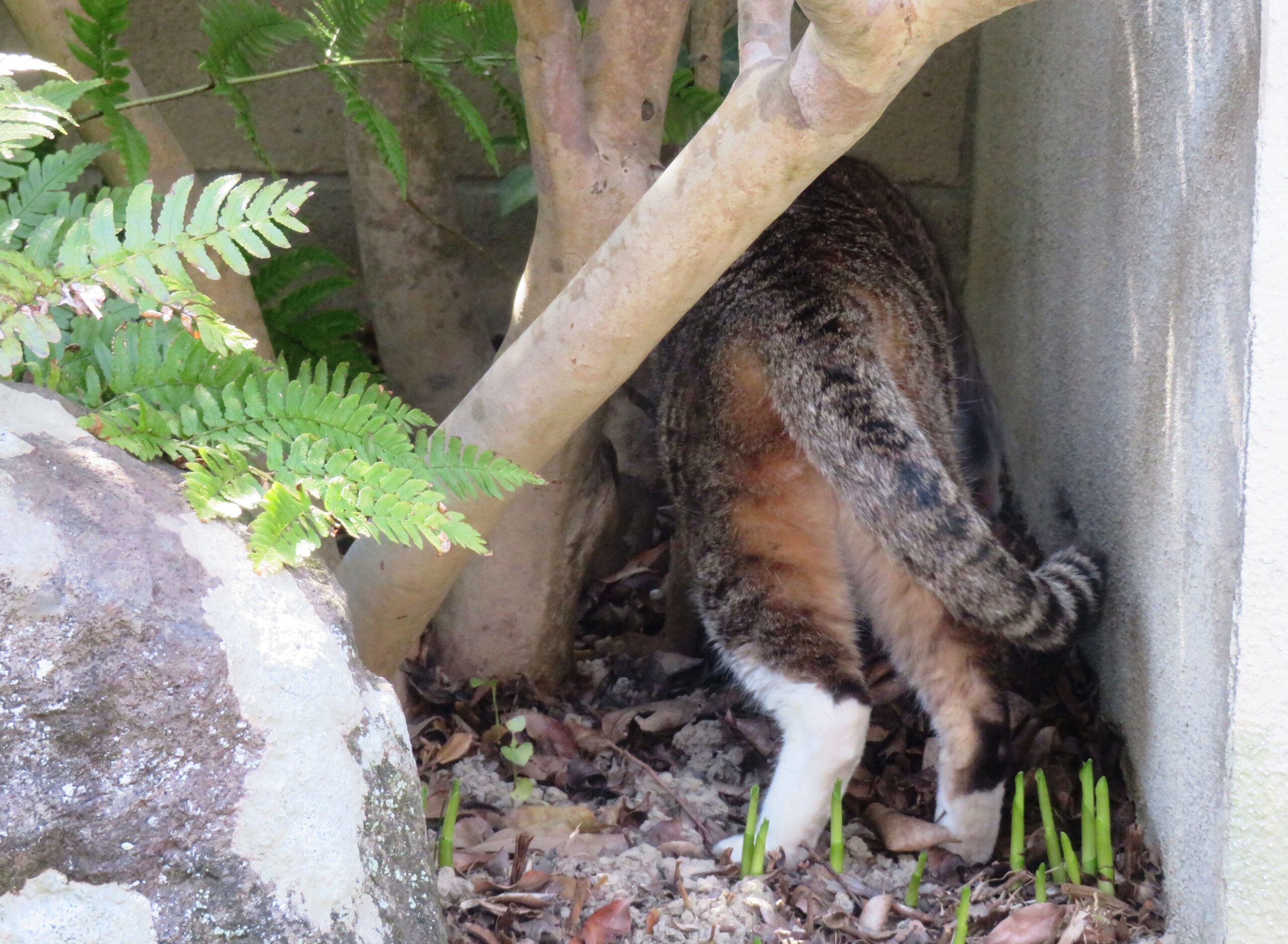 ねこ、風太 巡回