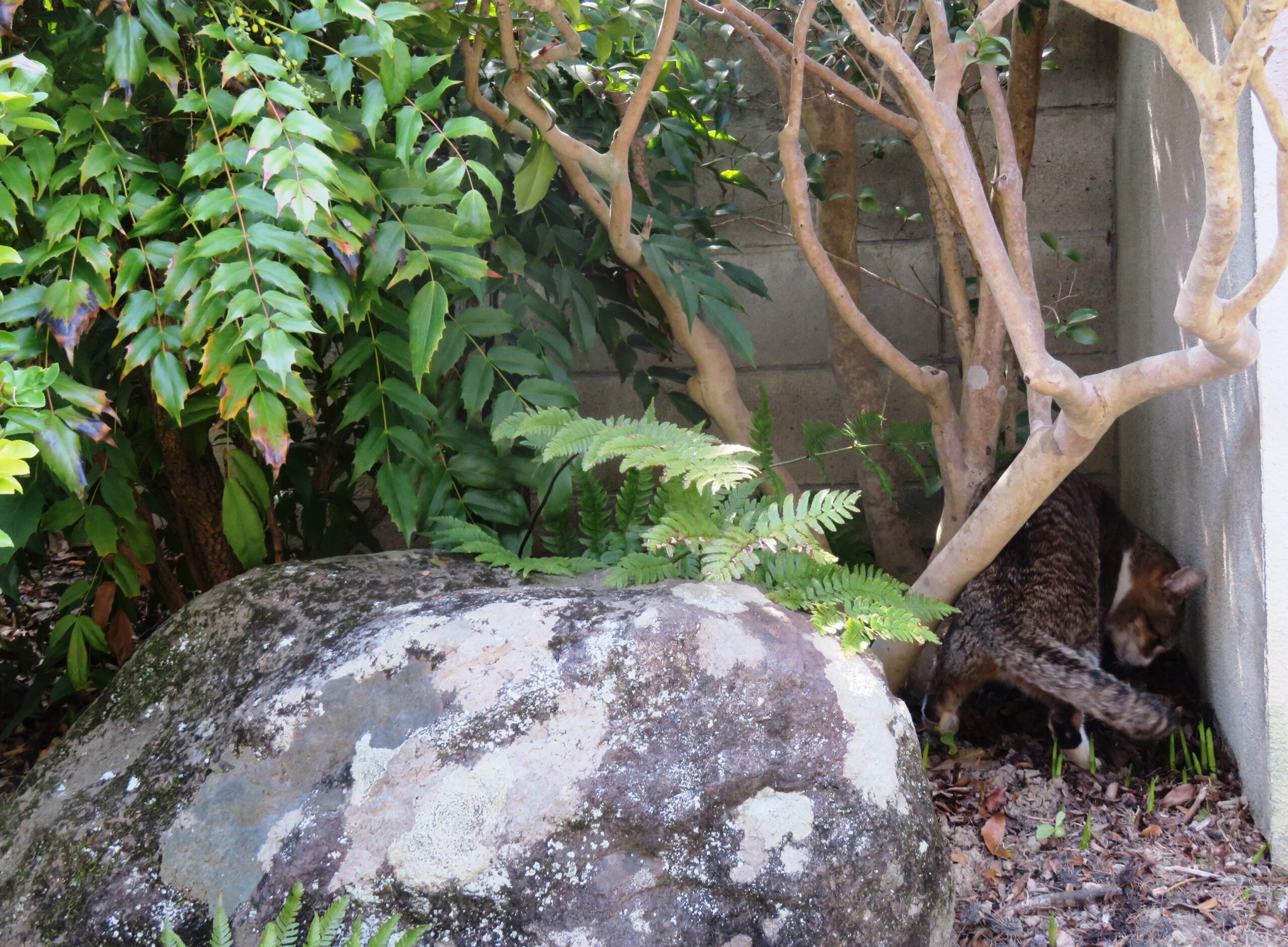 ねこ、風太 巡回