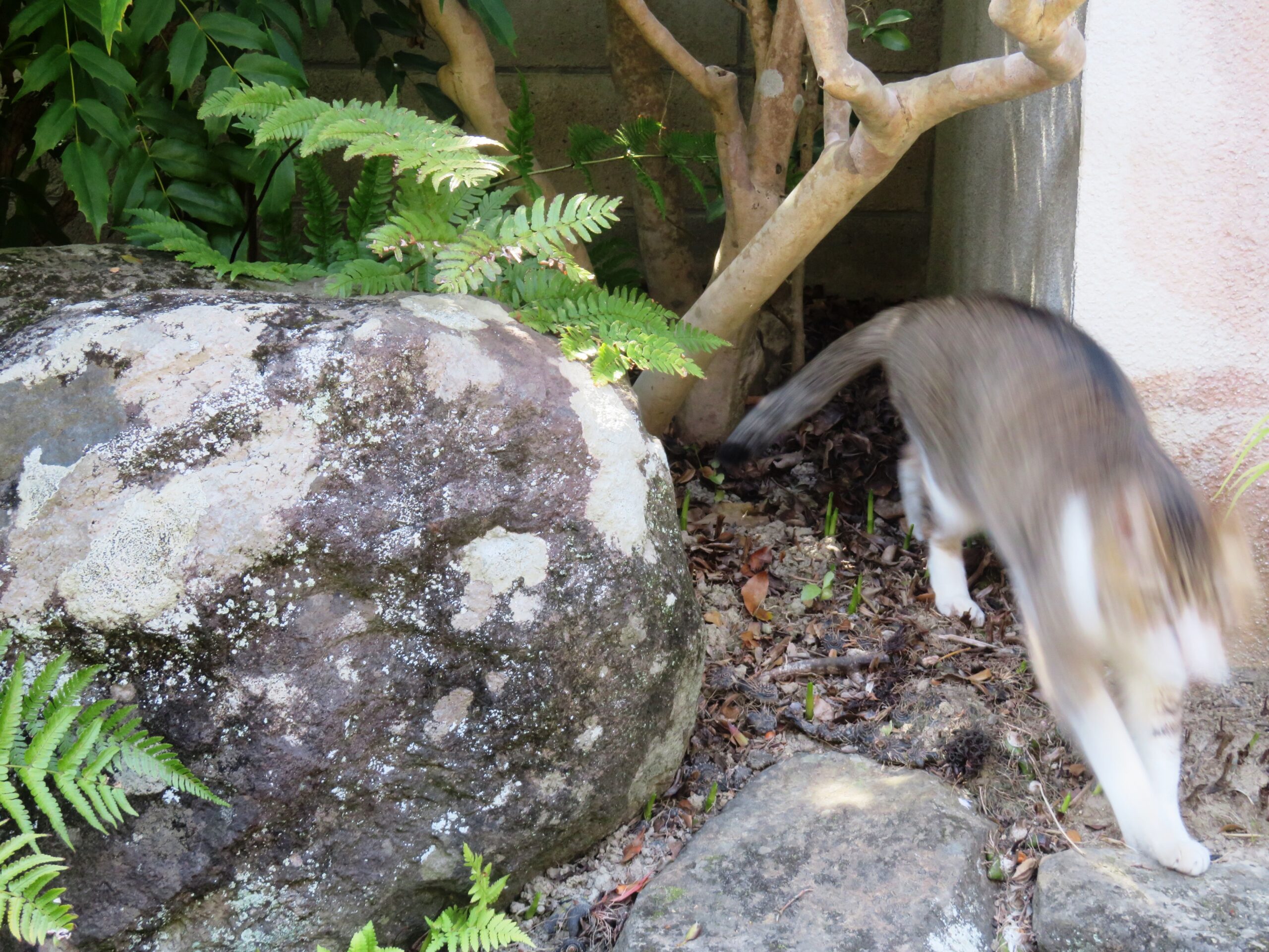 ねこ、風太 巡回