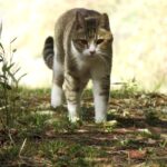 ねこ、風太　巡回