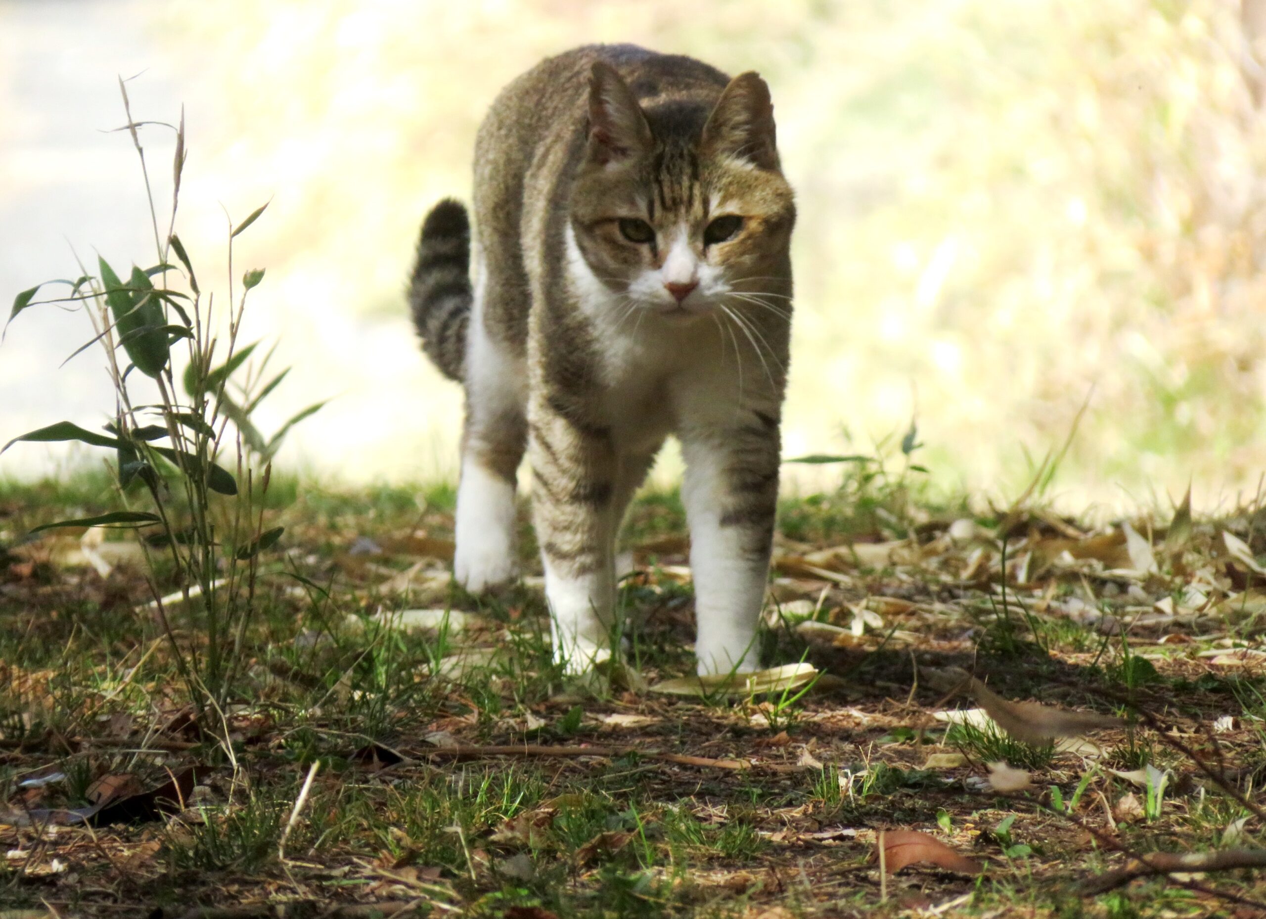 ねこ、風太 巡回