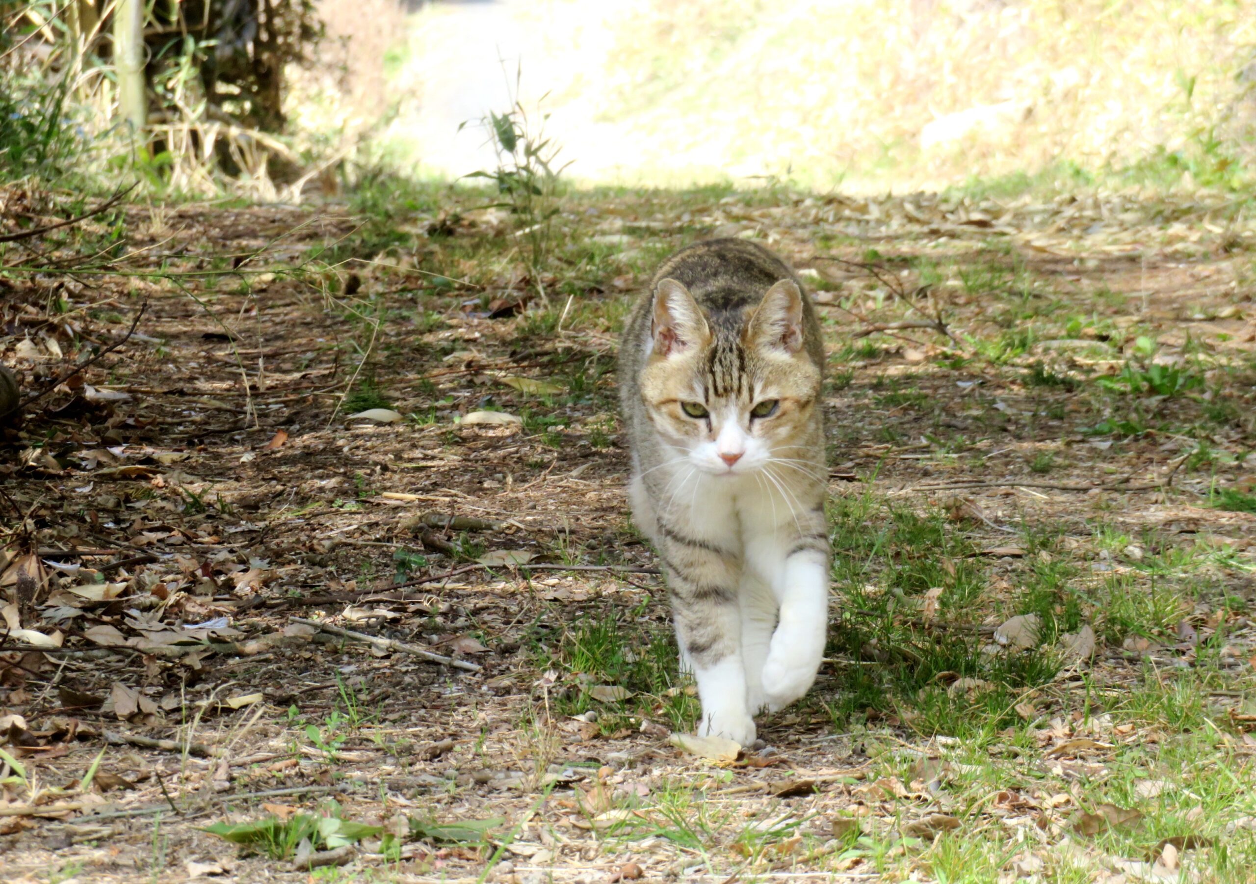 ねこ、風太 巡回