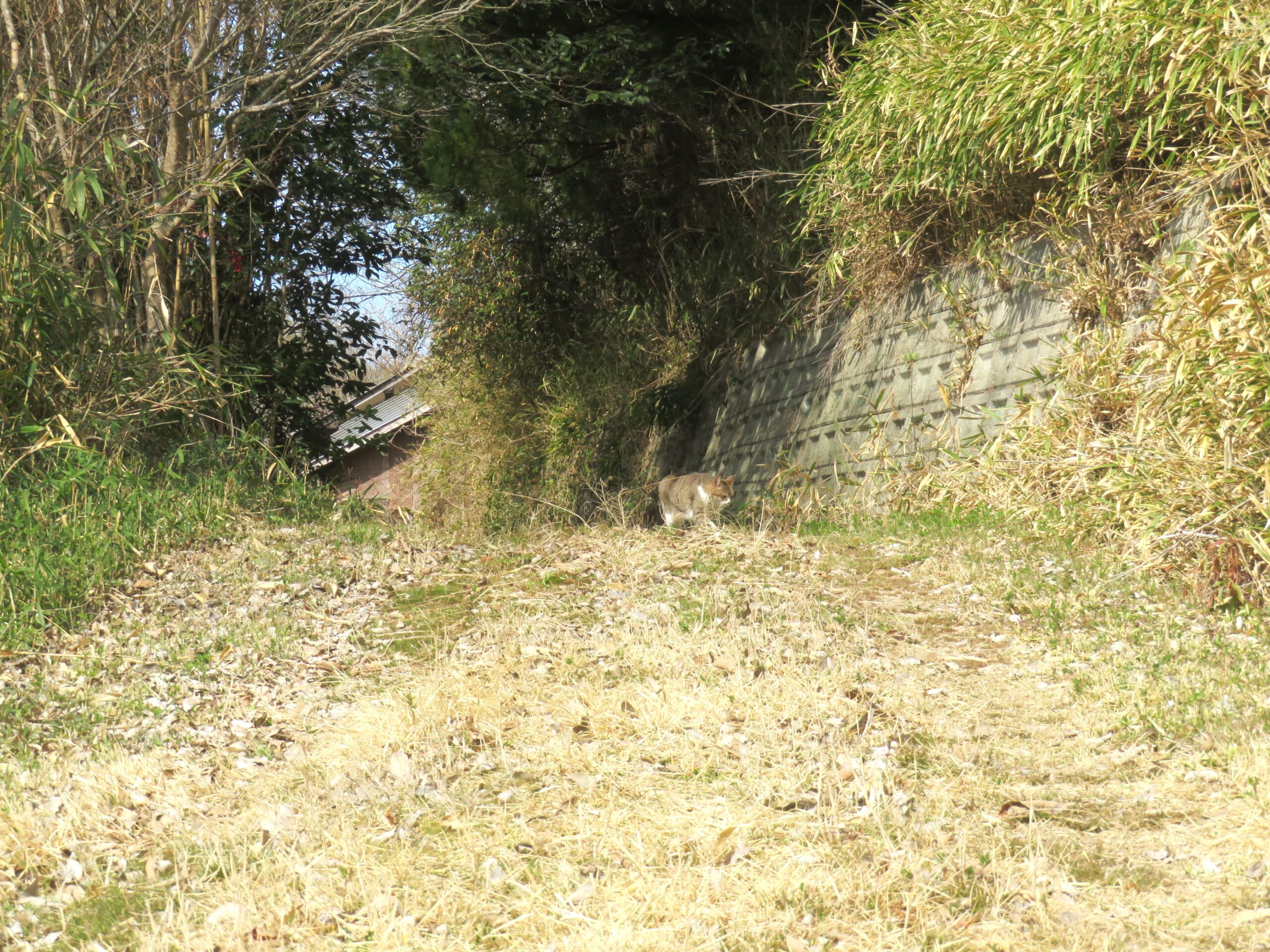 ねこ、風太 巡回