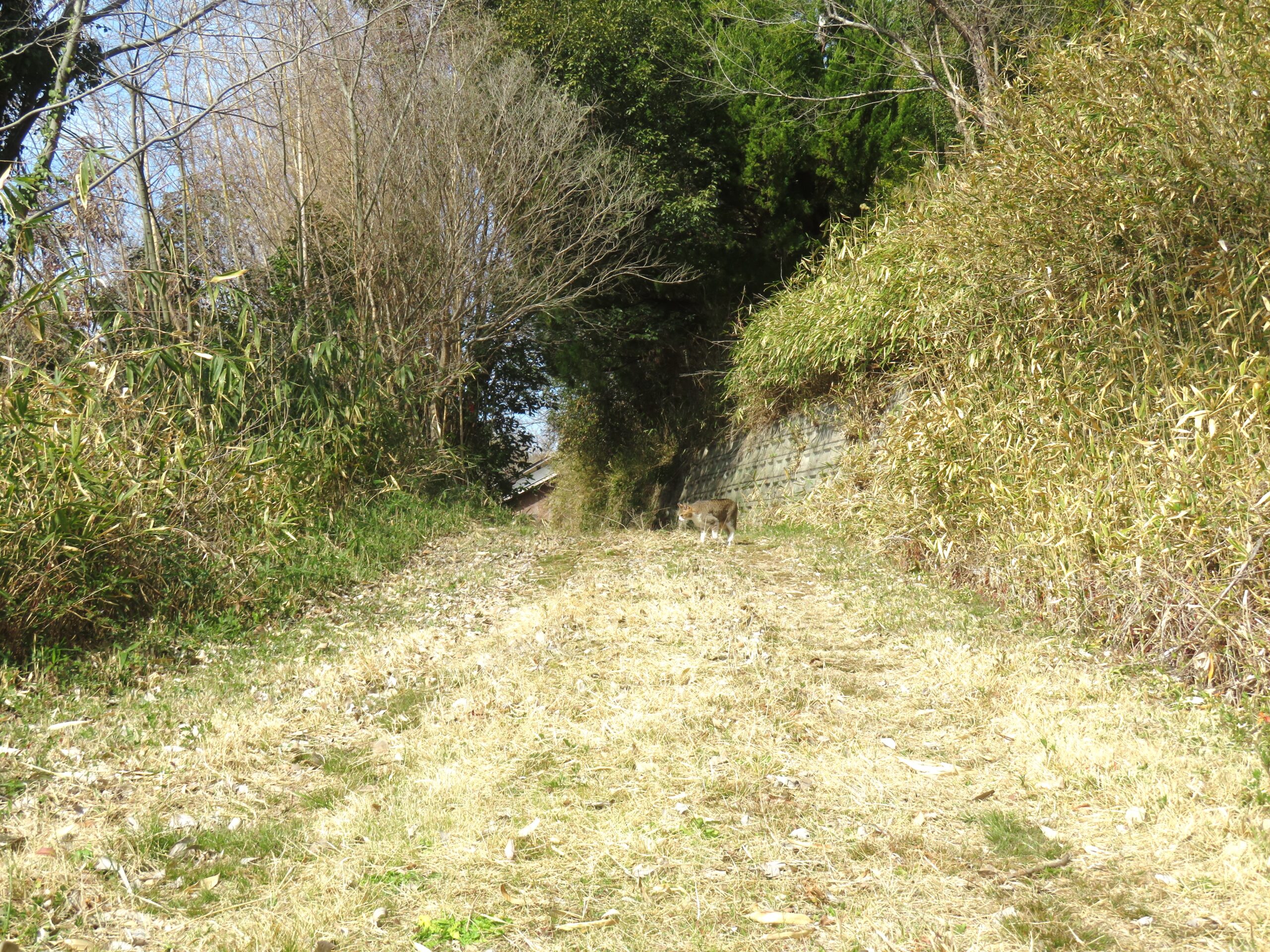ねこ、風太 巡回