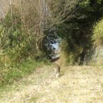 ねこ、風太　巡回