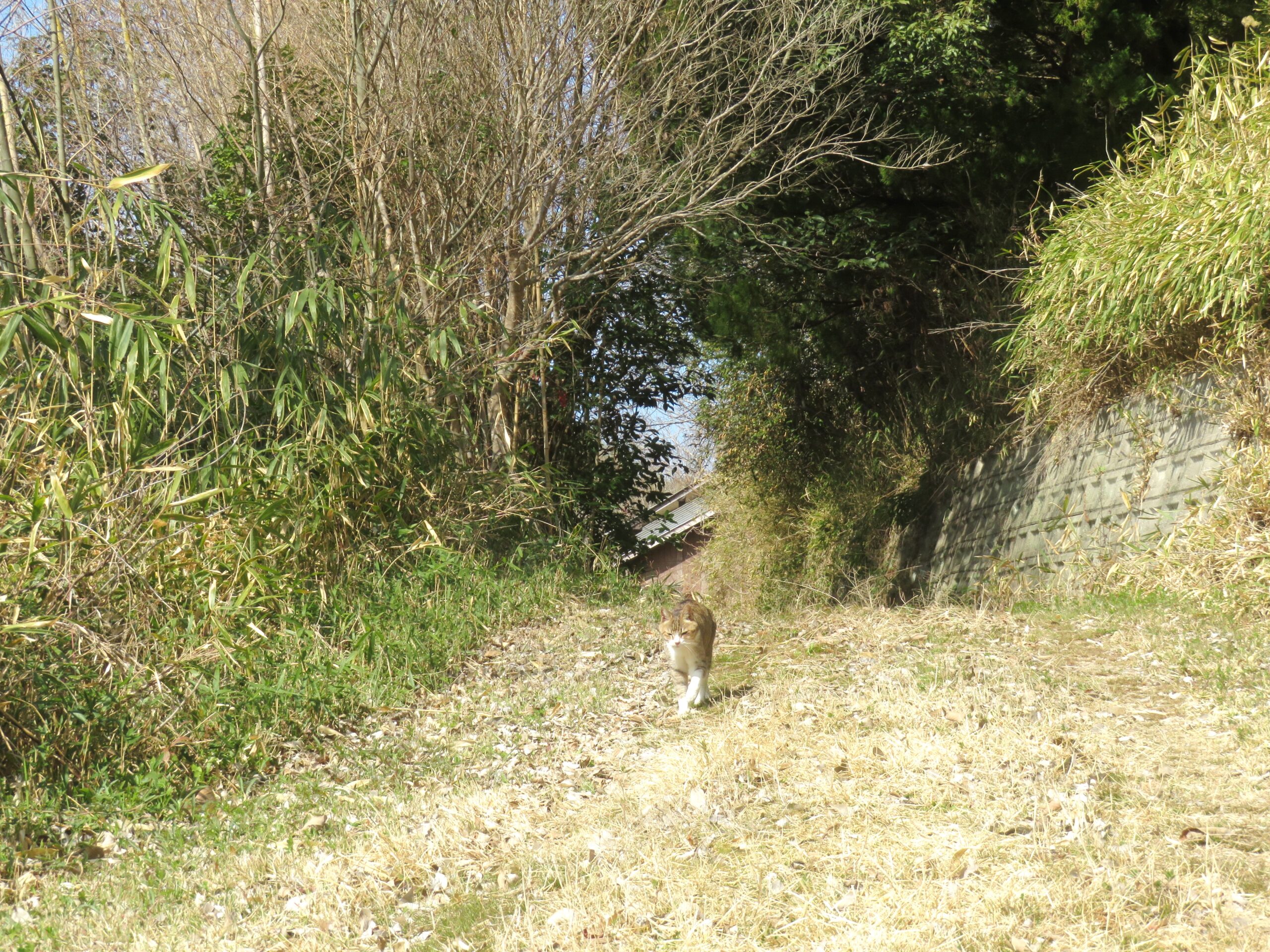ねこ、風太 巡回