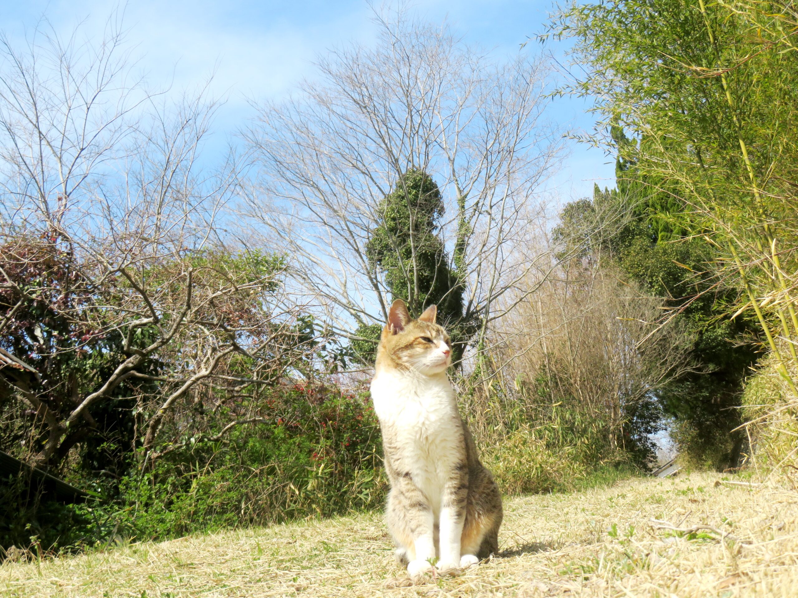 ねこ、風太 巡回