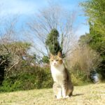 ねこ、風太　巡回