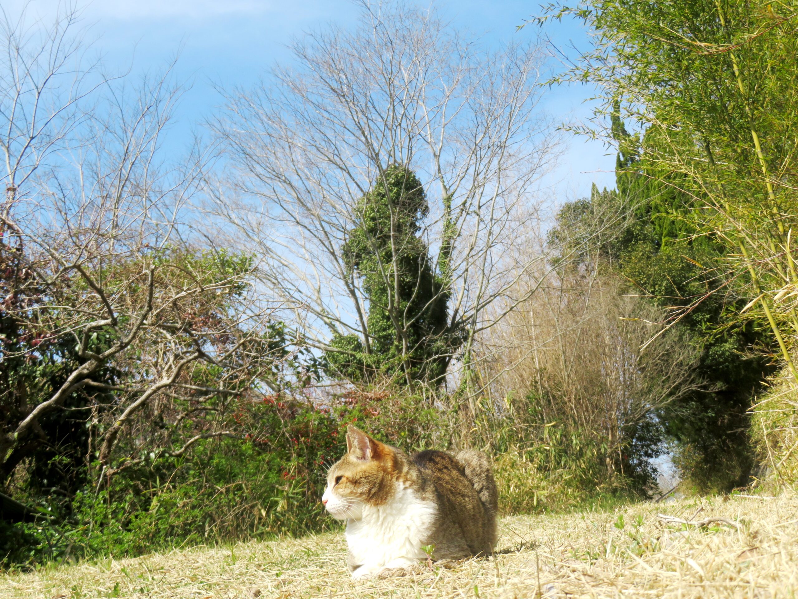 ねこ、風太 巡回
