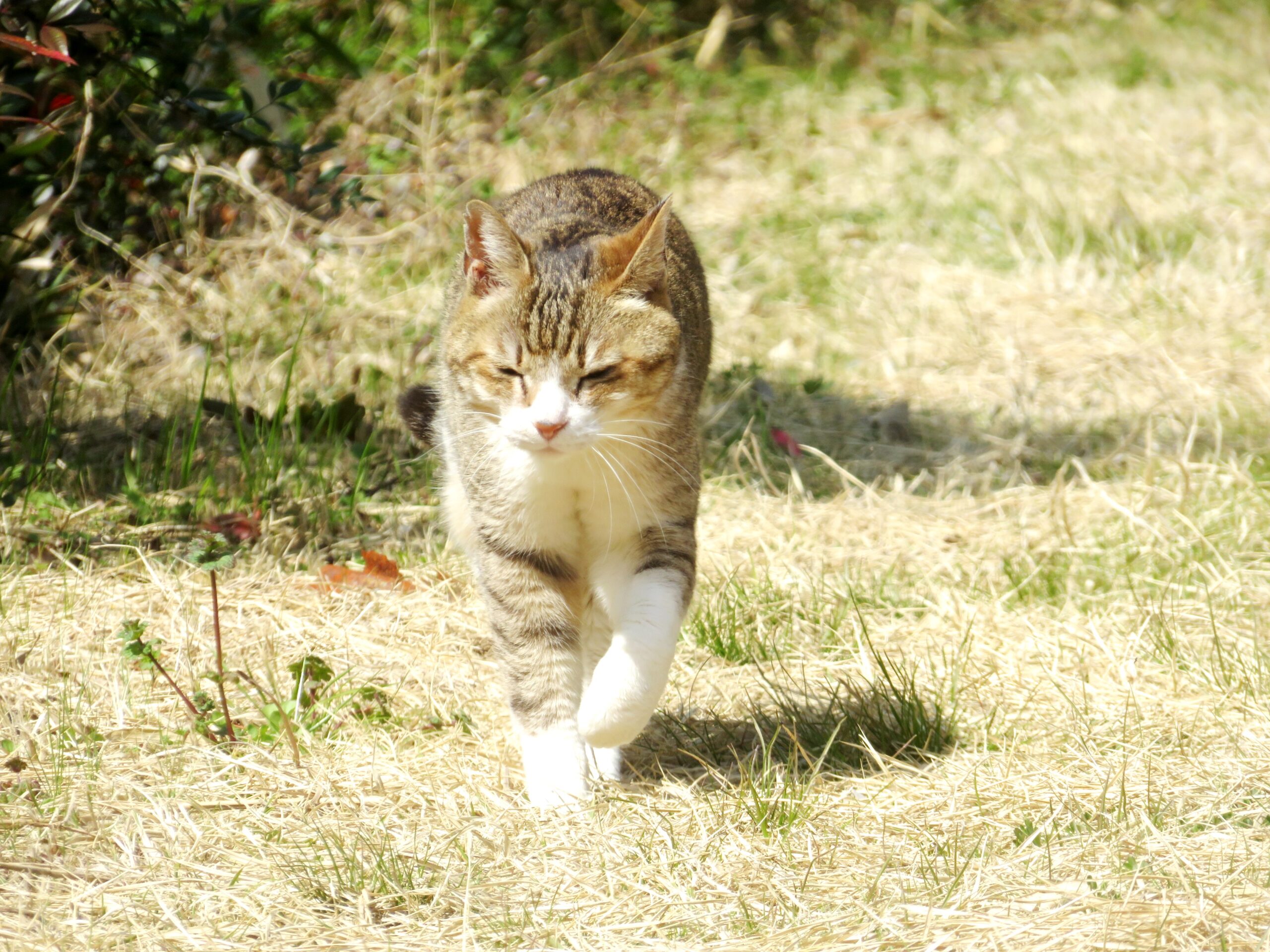ねこ、風太　巡回