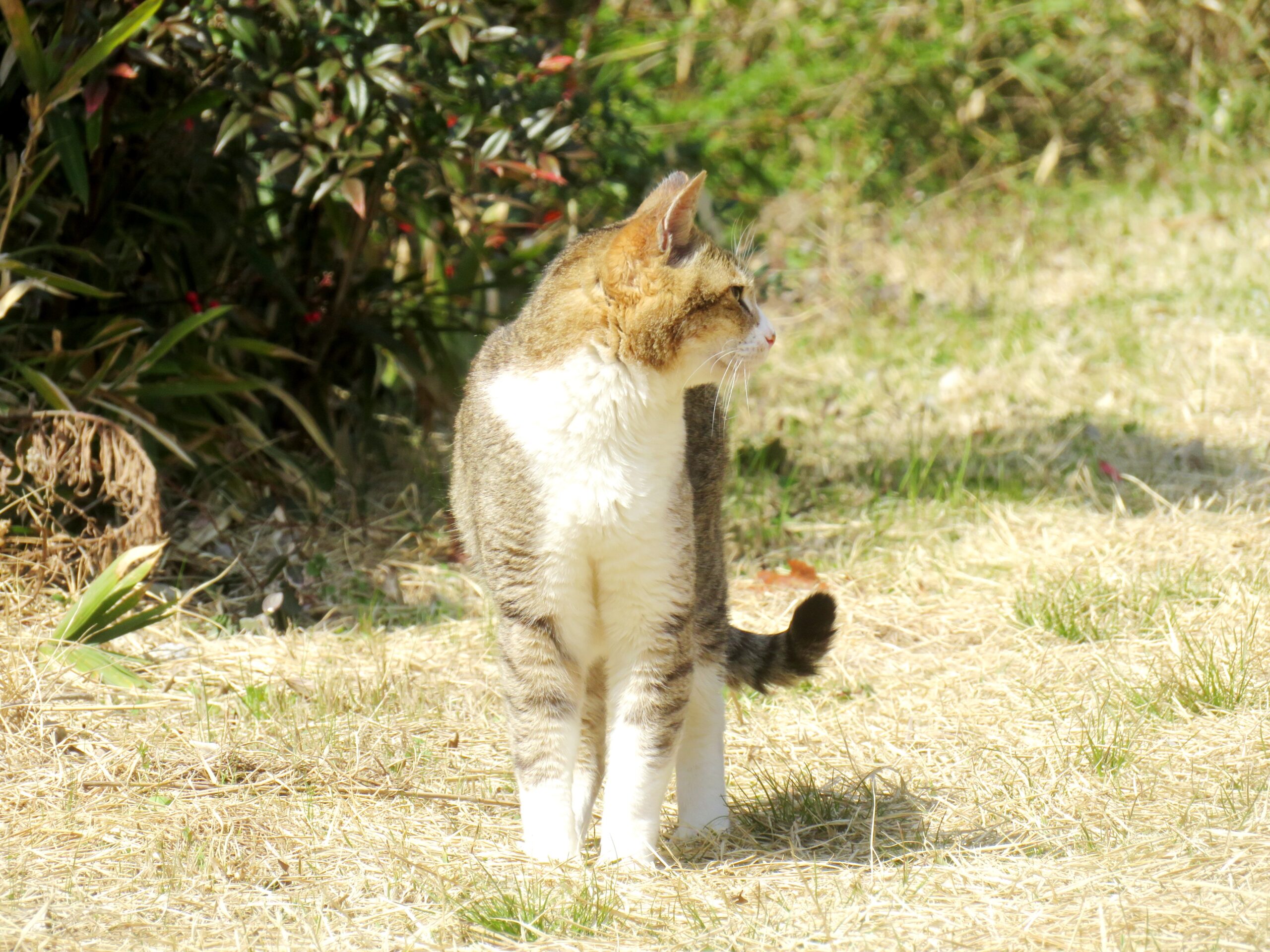 ねこ、風太　巡回