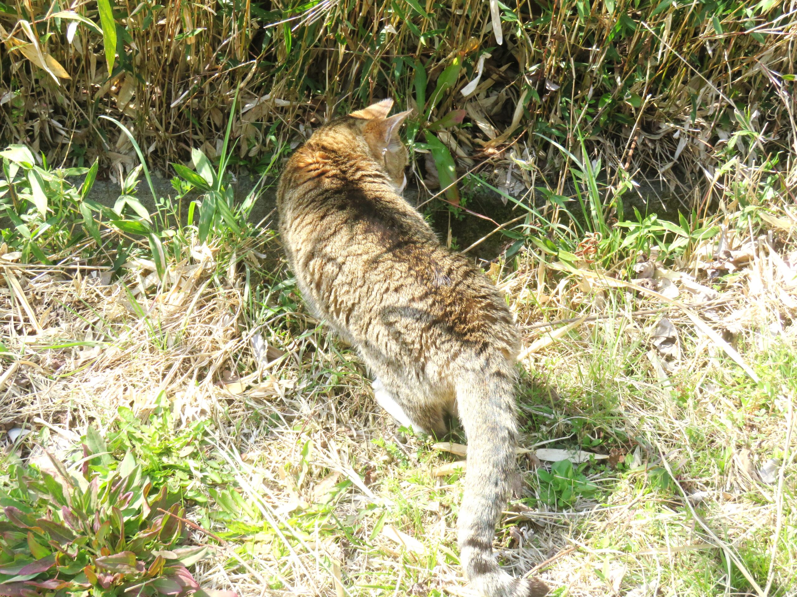 ねこ、風太 巡回